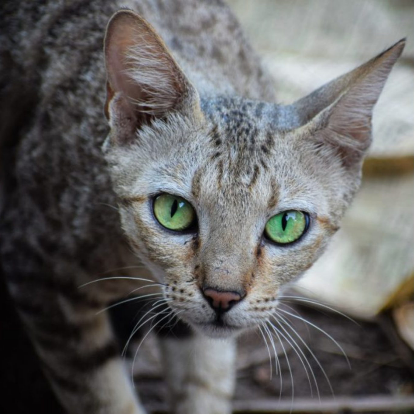 Australian Mist: The Gentle and Affectionate Companion