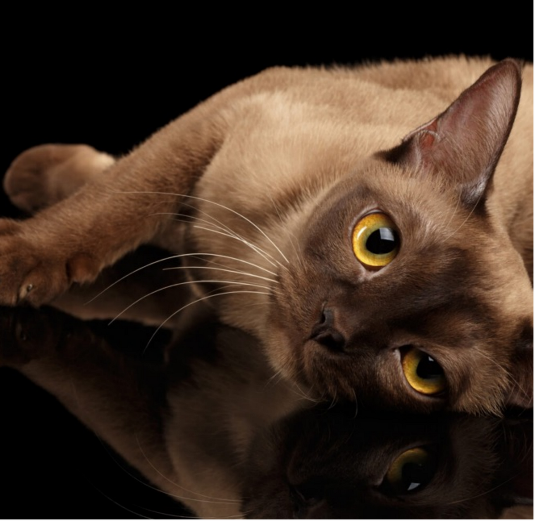 Burmese Cat: The Playful and Loving Companion