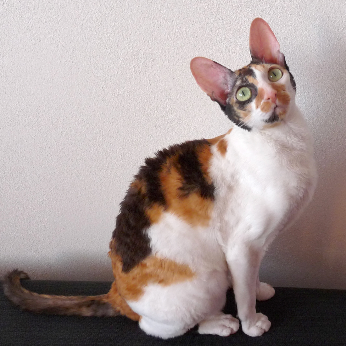 Cornish Rex: The Playful and Curly-Coated Acrobat