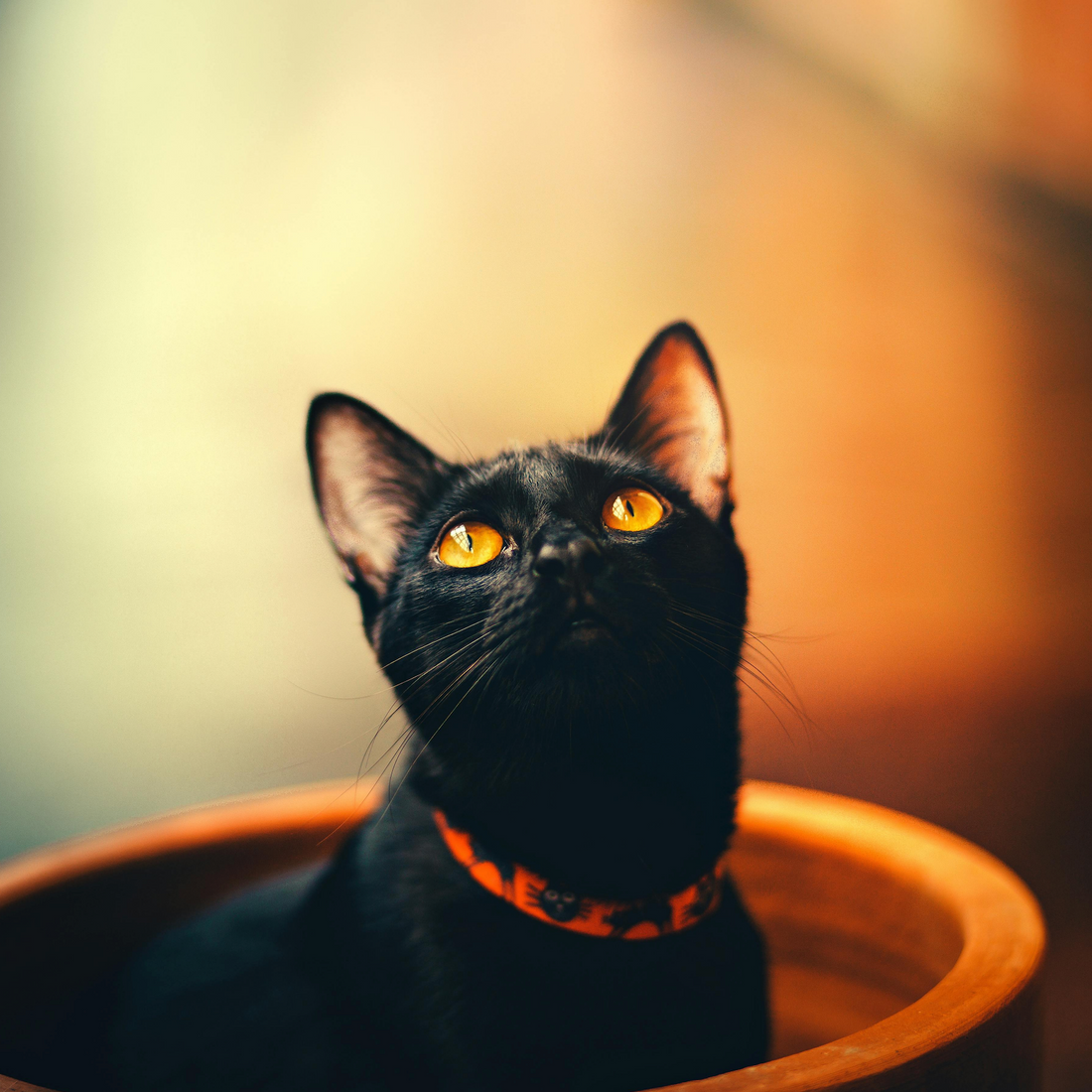 Bombay Cat: The Miniature Panther with a Loving Heart