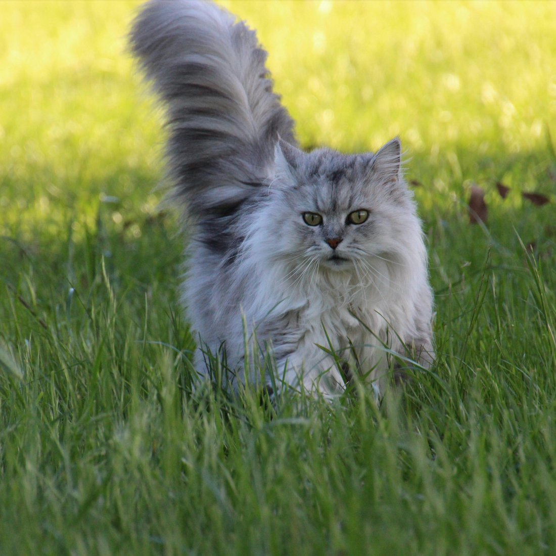 Asian Semi-Longhair: The Graceful and Gentle Feline