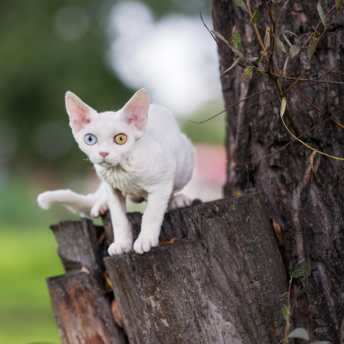 Devon Rex: The Playful and Curious Elf of the Cat World