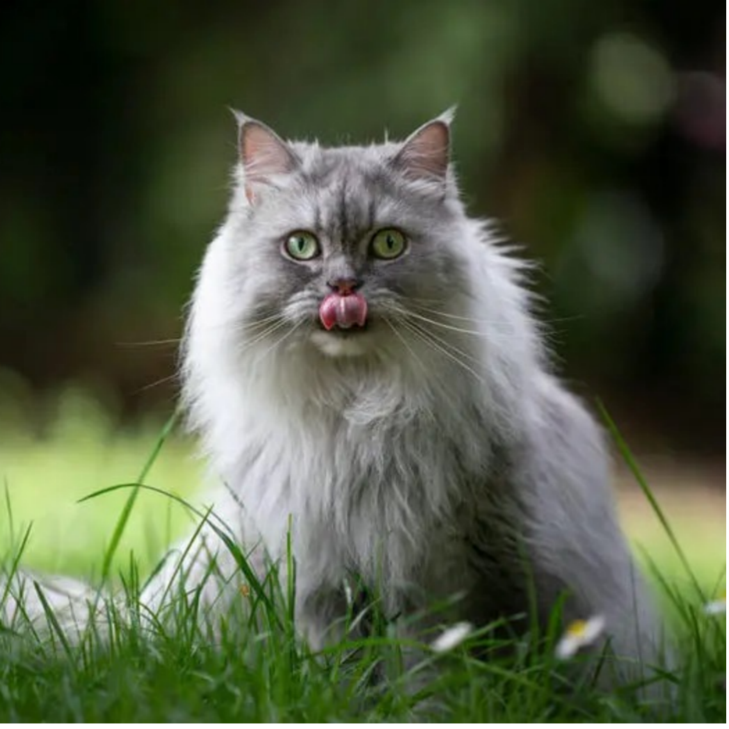 British Longhair: The Plush and Dignified Feline