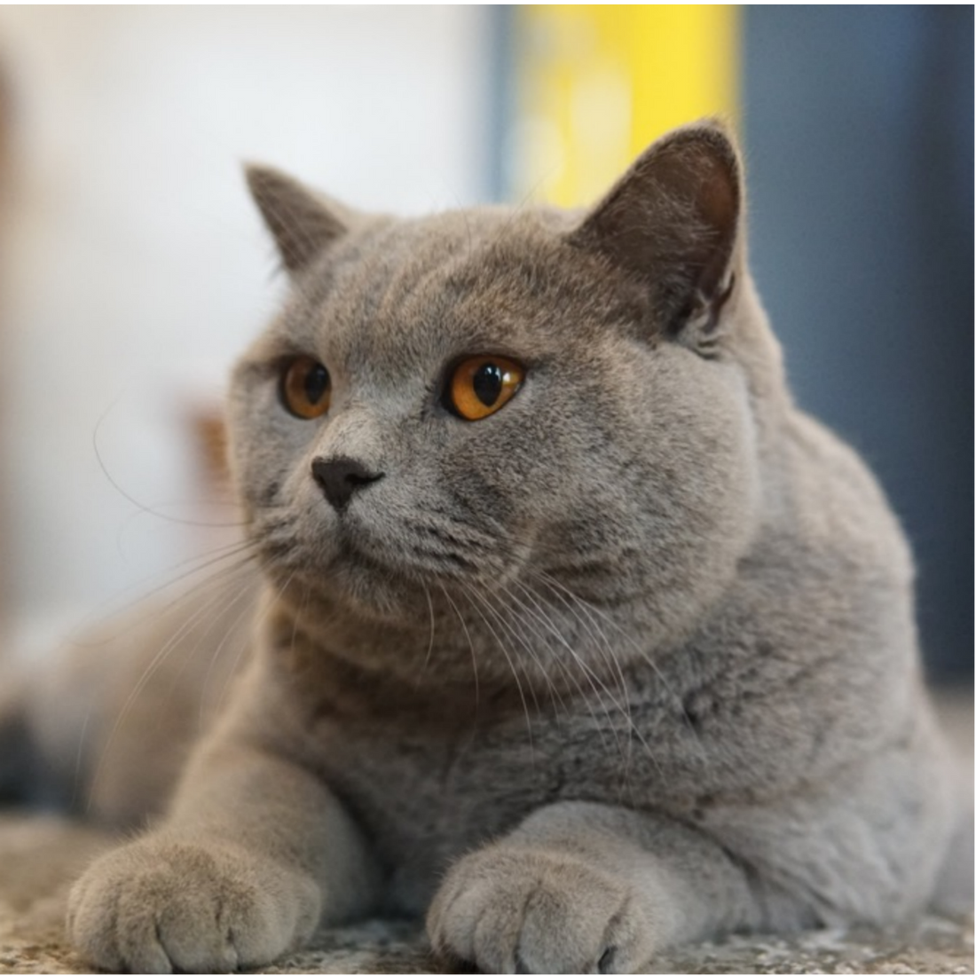 British Shorthair: The Calm and Sturdy Companion