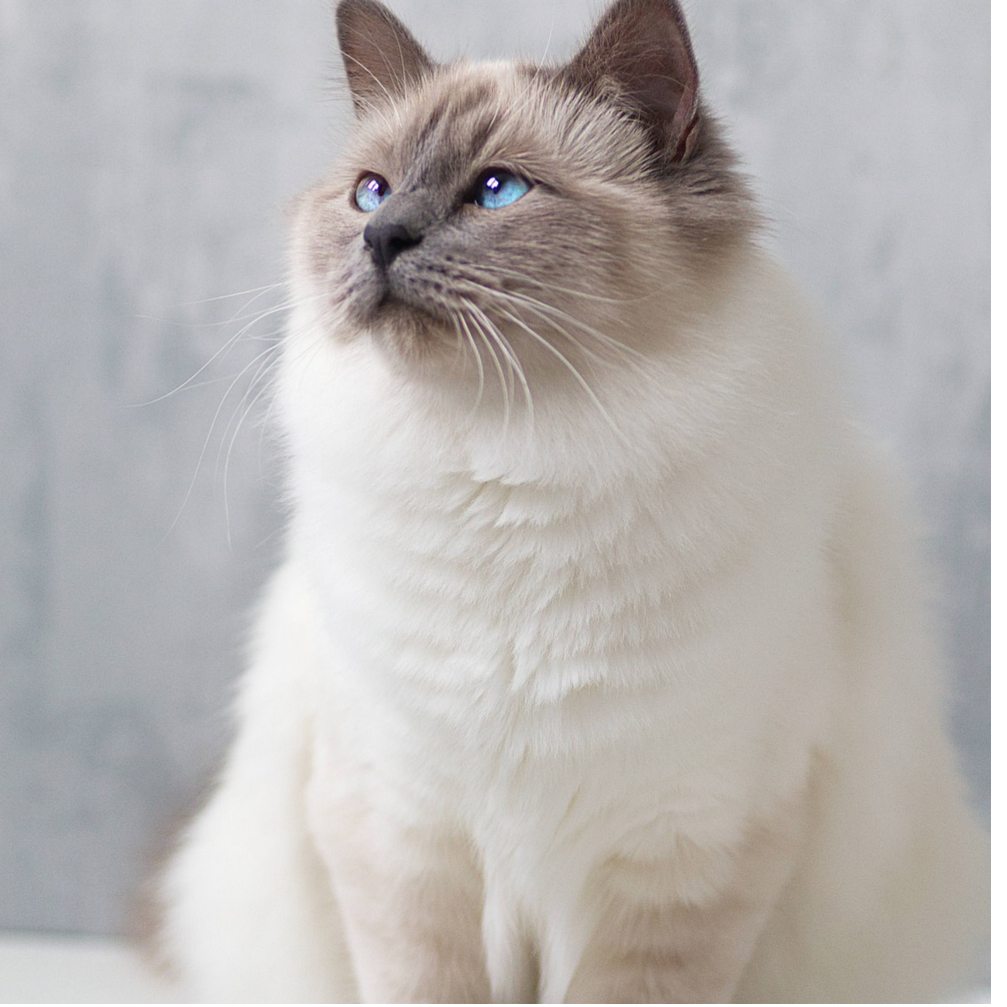 Birman Cat: The Sacred and Affectionate Companion