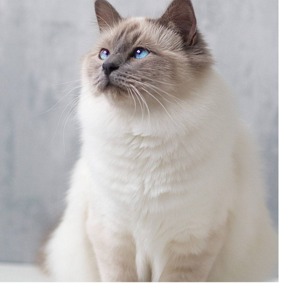 Birman Cat: The Sacred and Affectionate Companion