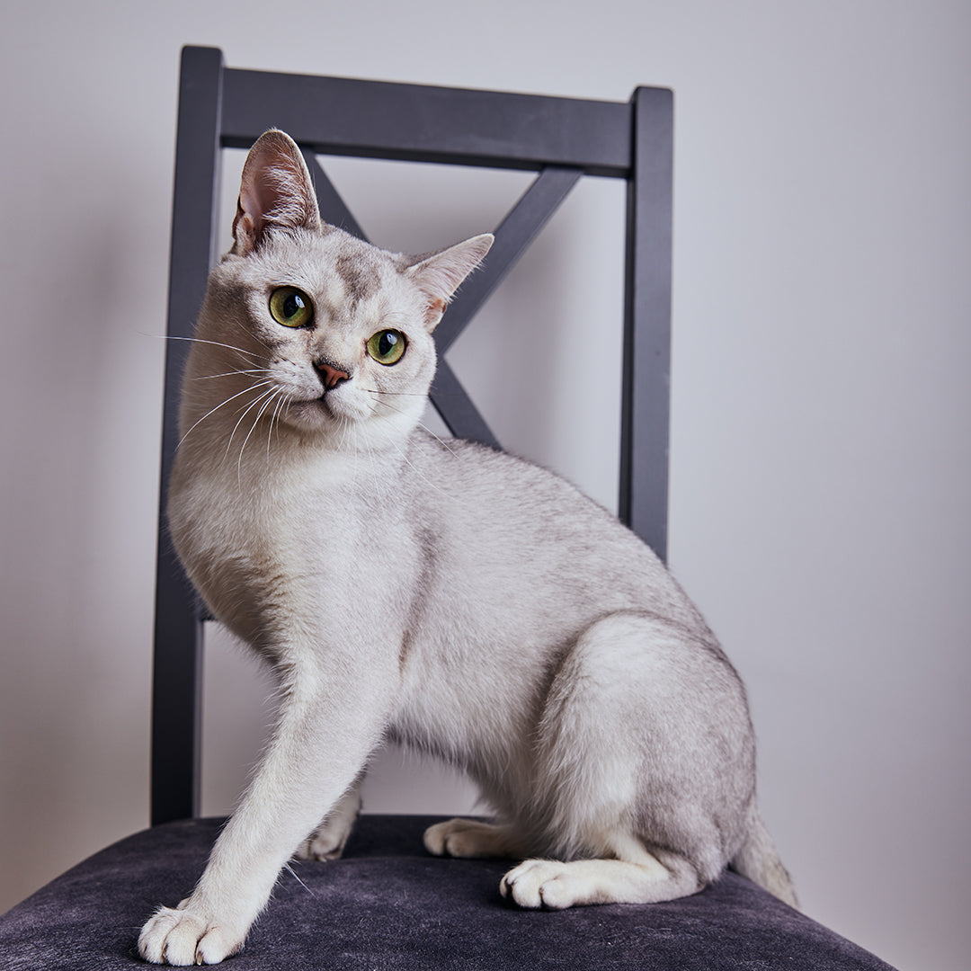 Burmilla: The Elegant and Easygoing Feline