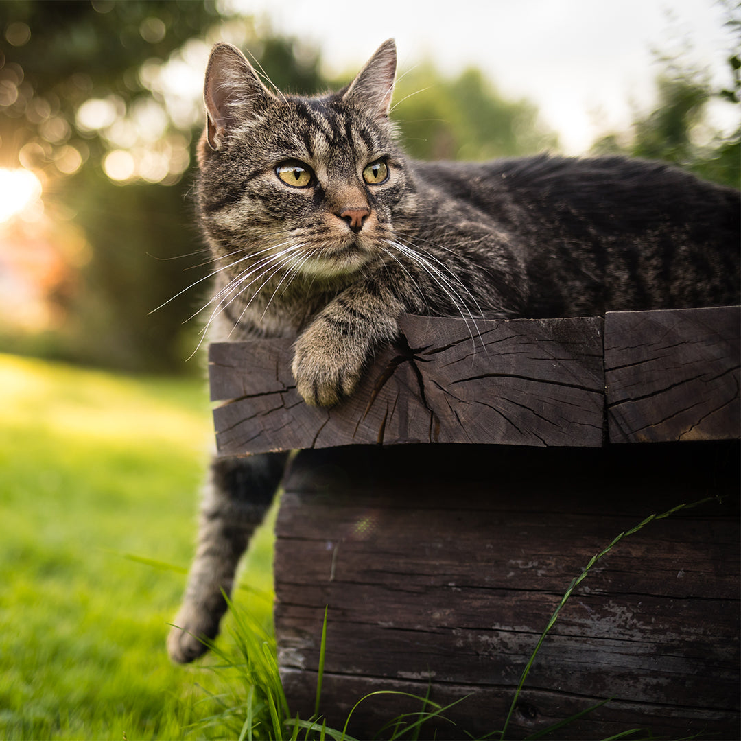 European Shorthair: The Classic and Adaptable Feline