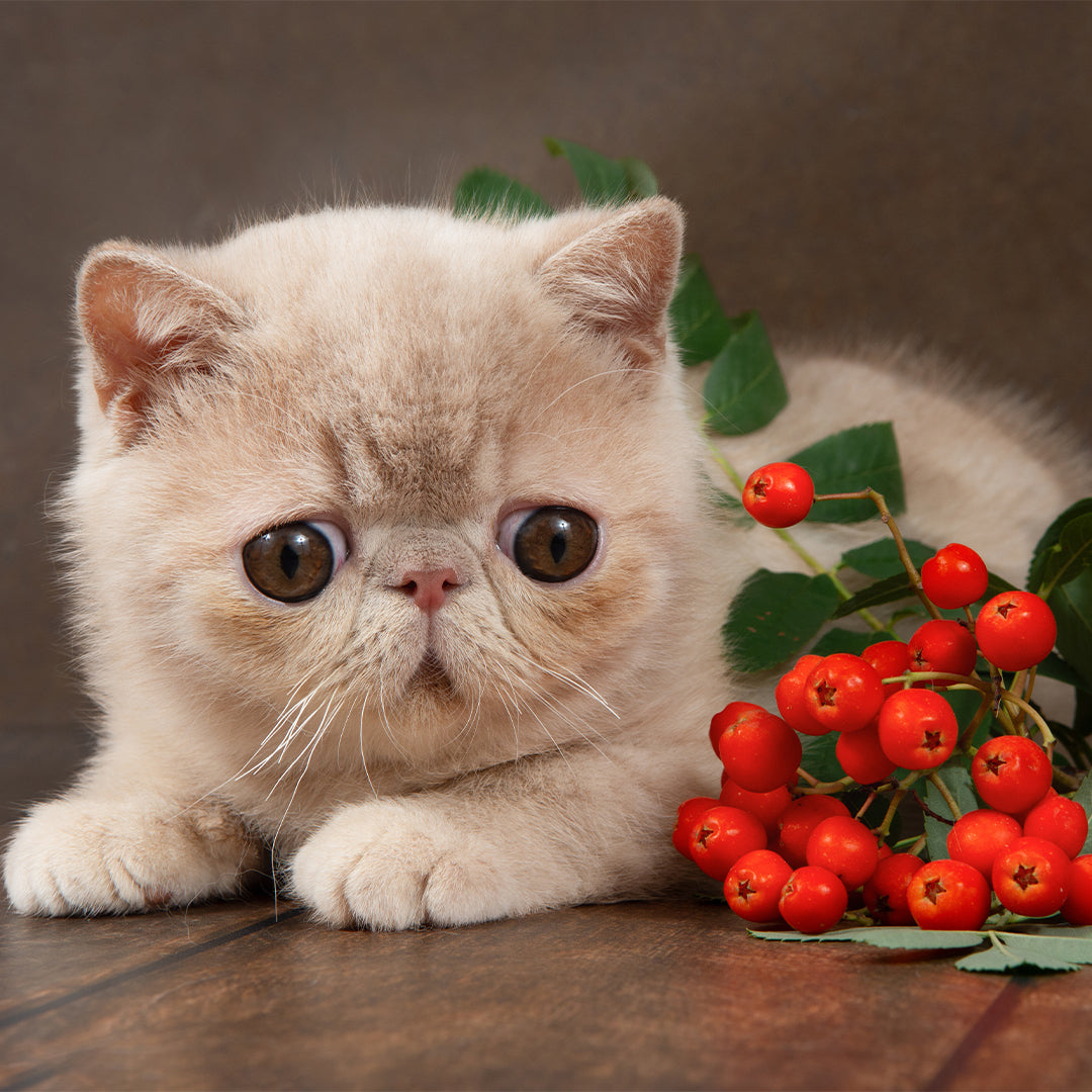 Exotic Shorthair: The Plush and Laid-Back Companion