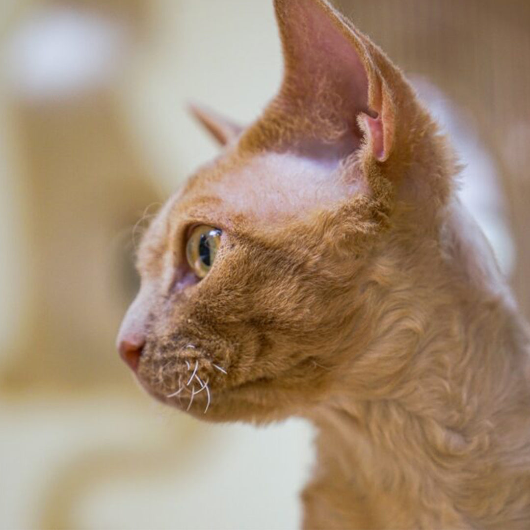 German Rex: The Playful and Curly-Coated Feline