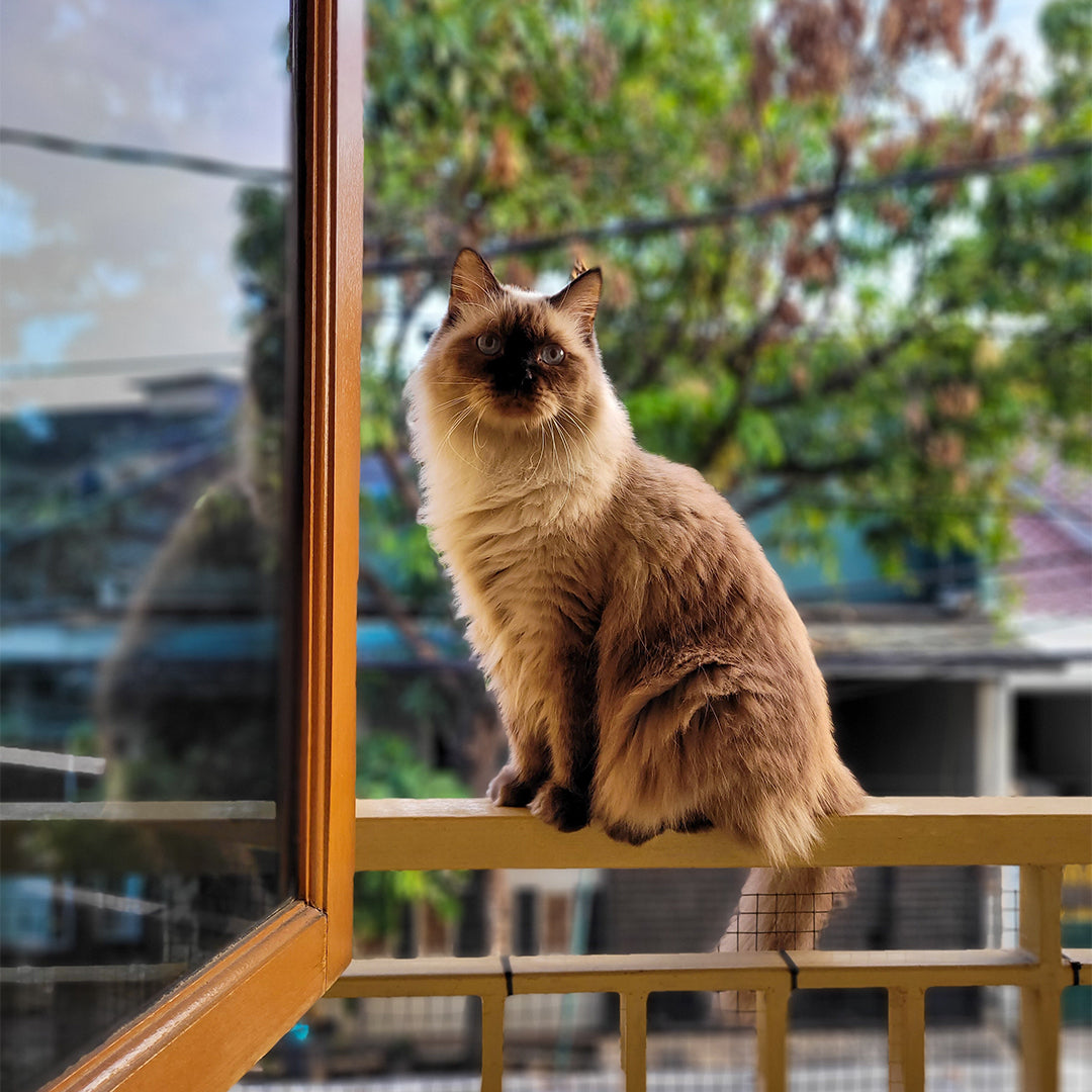 Himalayan: The Graceful and Affectionate Long-Haired Beauty