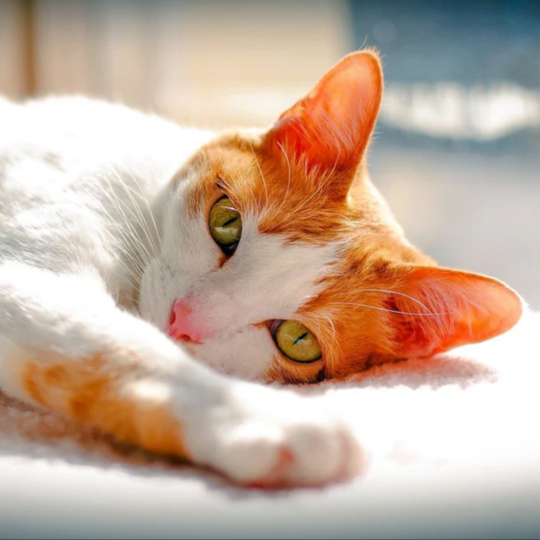 Japanese Bobtail: The Lucky and Playful Feline