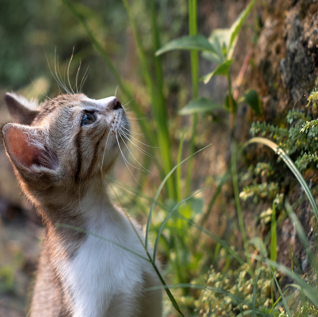 Javanese: The Vocal and Elegant Long-Haired Feline