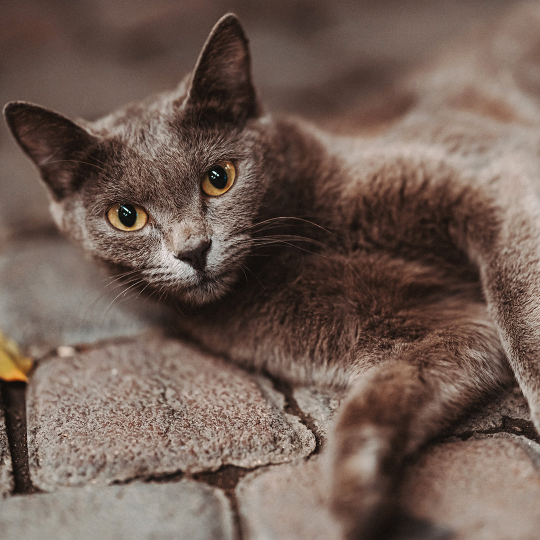 Korat: The Silver-Coated, Good Luck Feline from Thailand