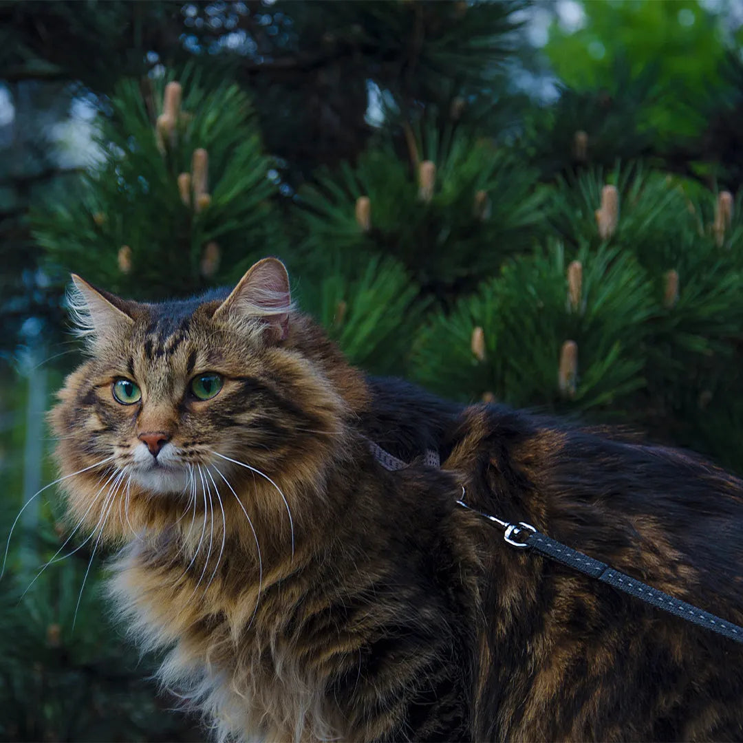 Kurilian Bobtail: The Wild-Looking and Strong-Willed Feline
