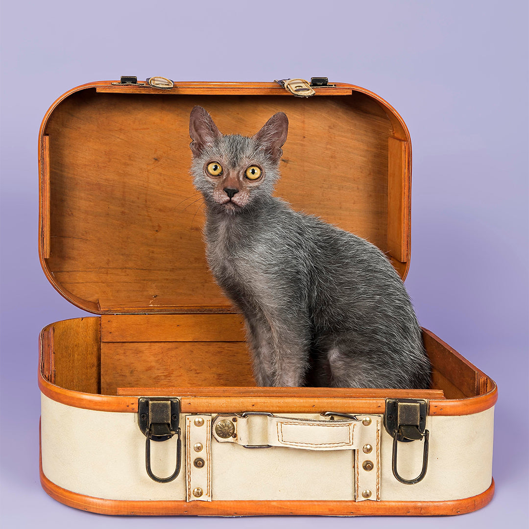 Lykoi: The Mysterious Werewolf Cat with a Heart of Gold