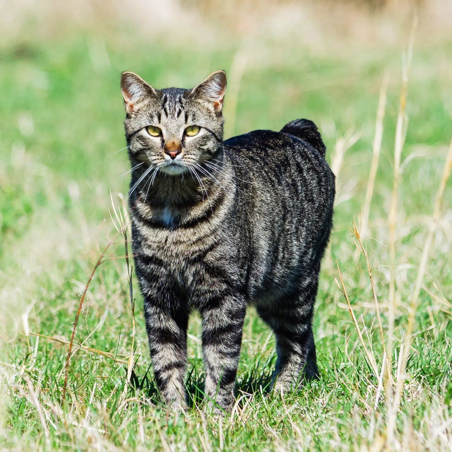 Manx: The Tailless Wonder with a Loyal Heart