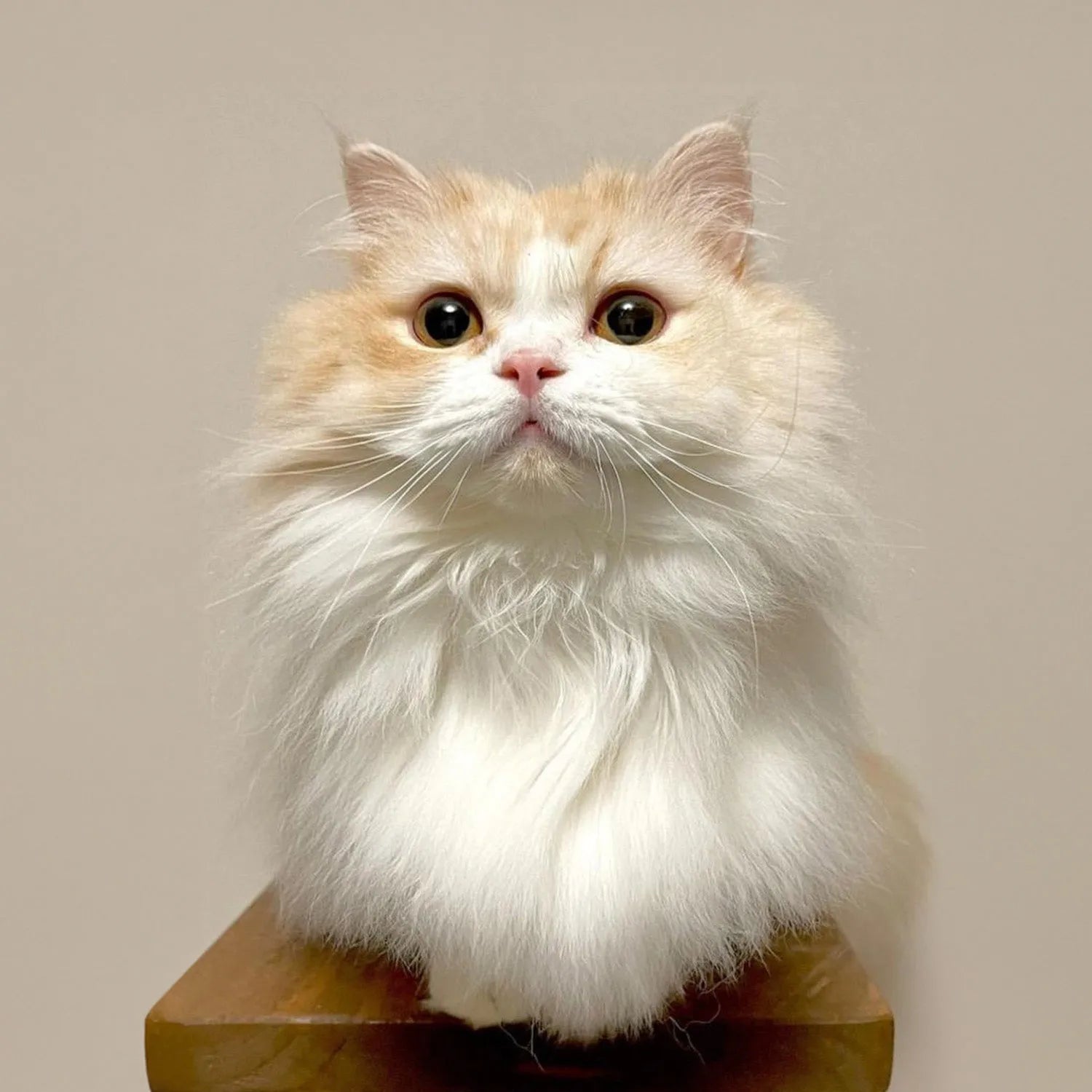 Napoleon (Minuet): The Adorable and Affectionate Short-Legged Feline