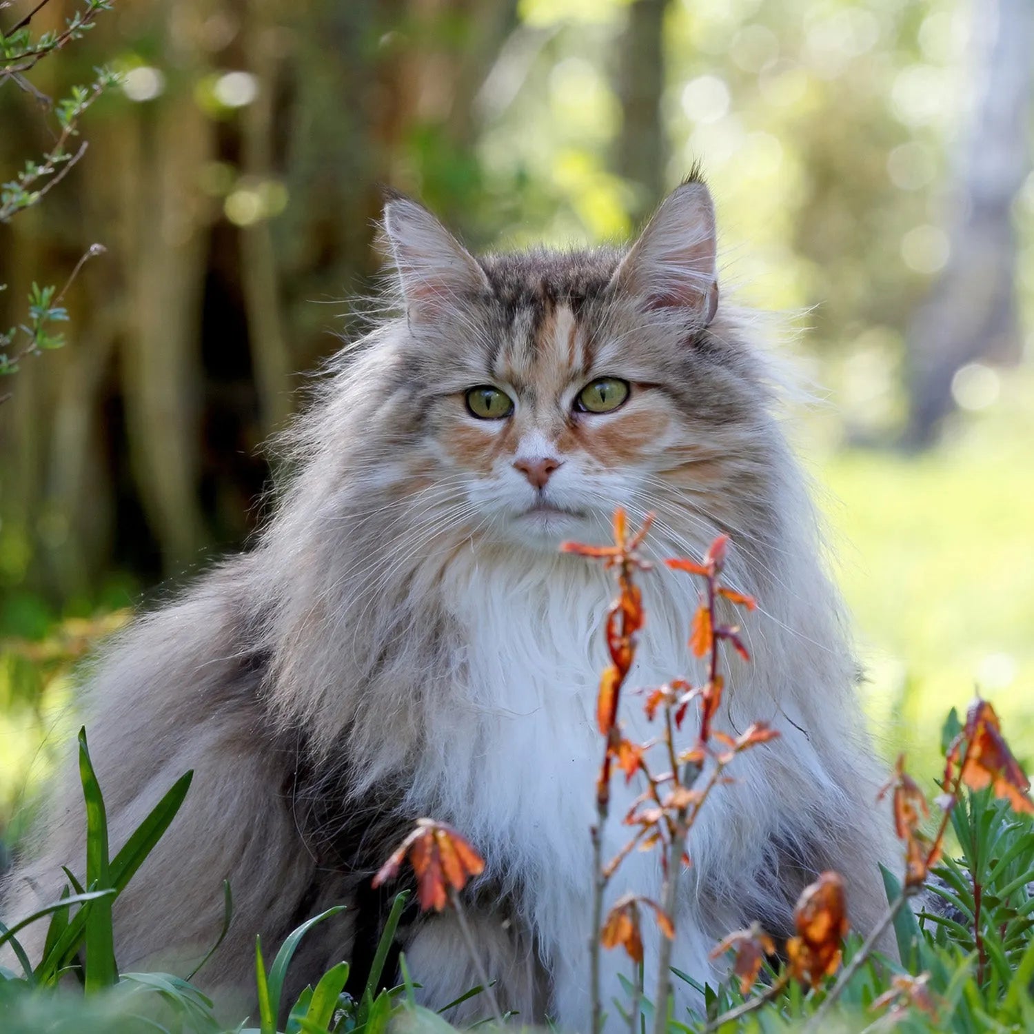 Norwegian Forest Cat: The Majestic Viking Companion