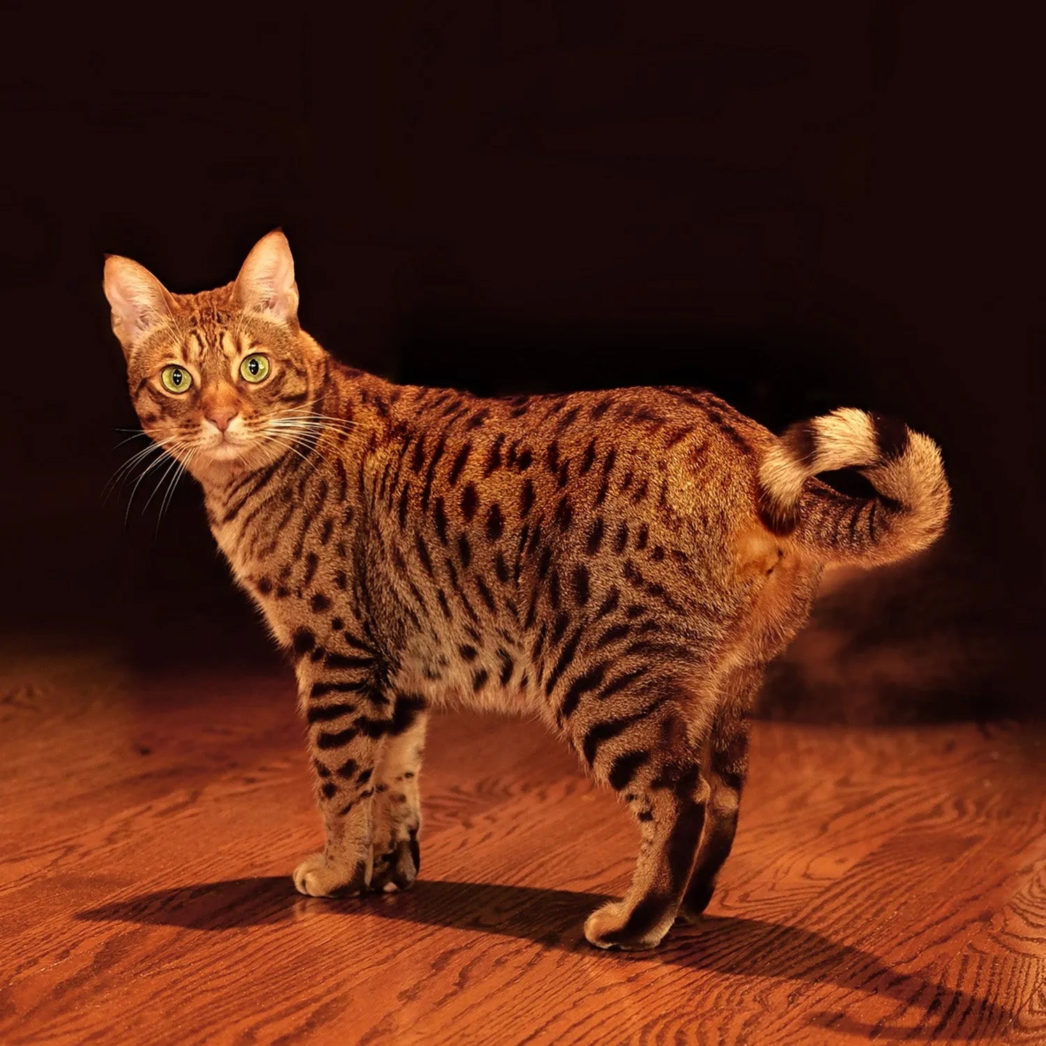 Ocicat: The Wild-Looking Cat with a Gentle Heart