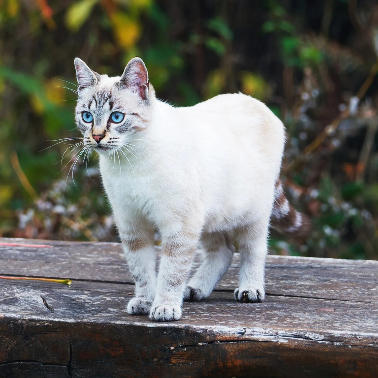 Ojos Azules: The Rare Blue-Eyed Beauty