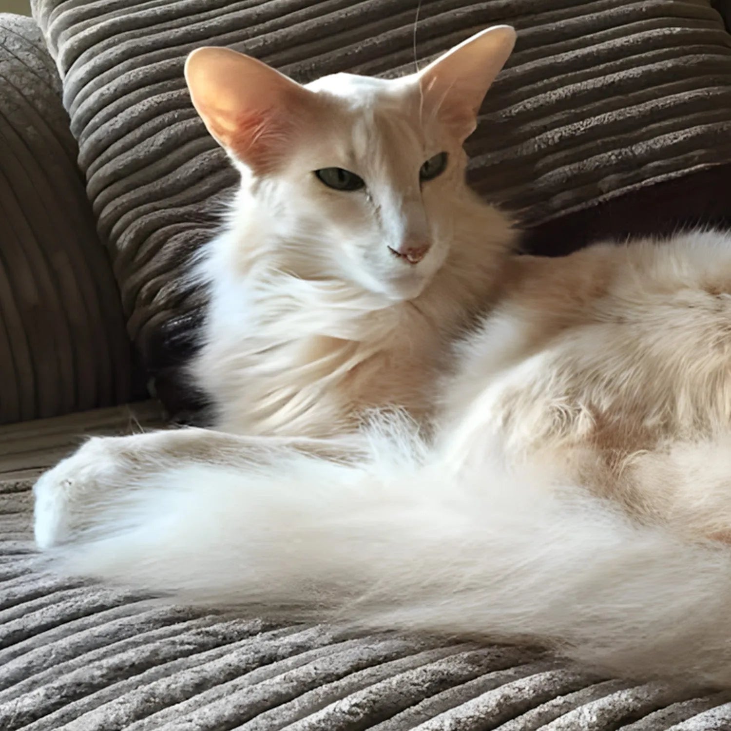 Oriental Longhair: The Elegant and Affectionate Feline