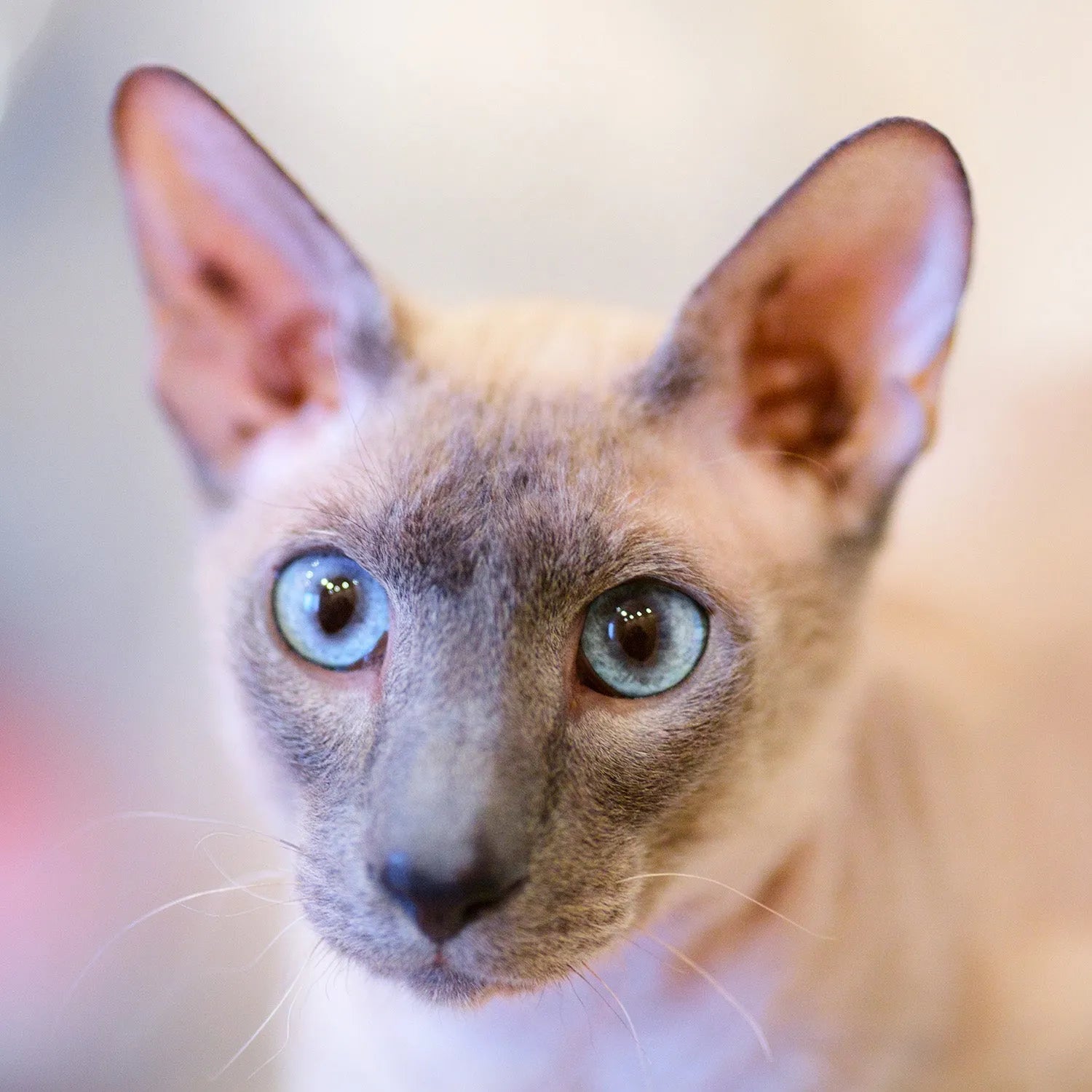 Oriental Shorthair: The Sleek, Elegant, and Social Feline