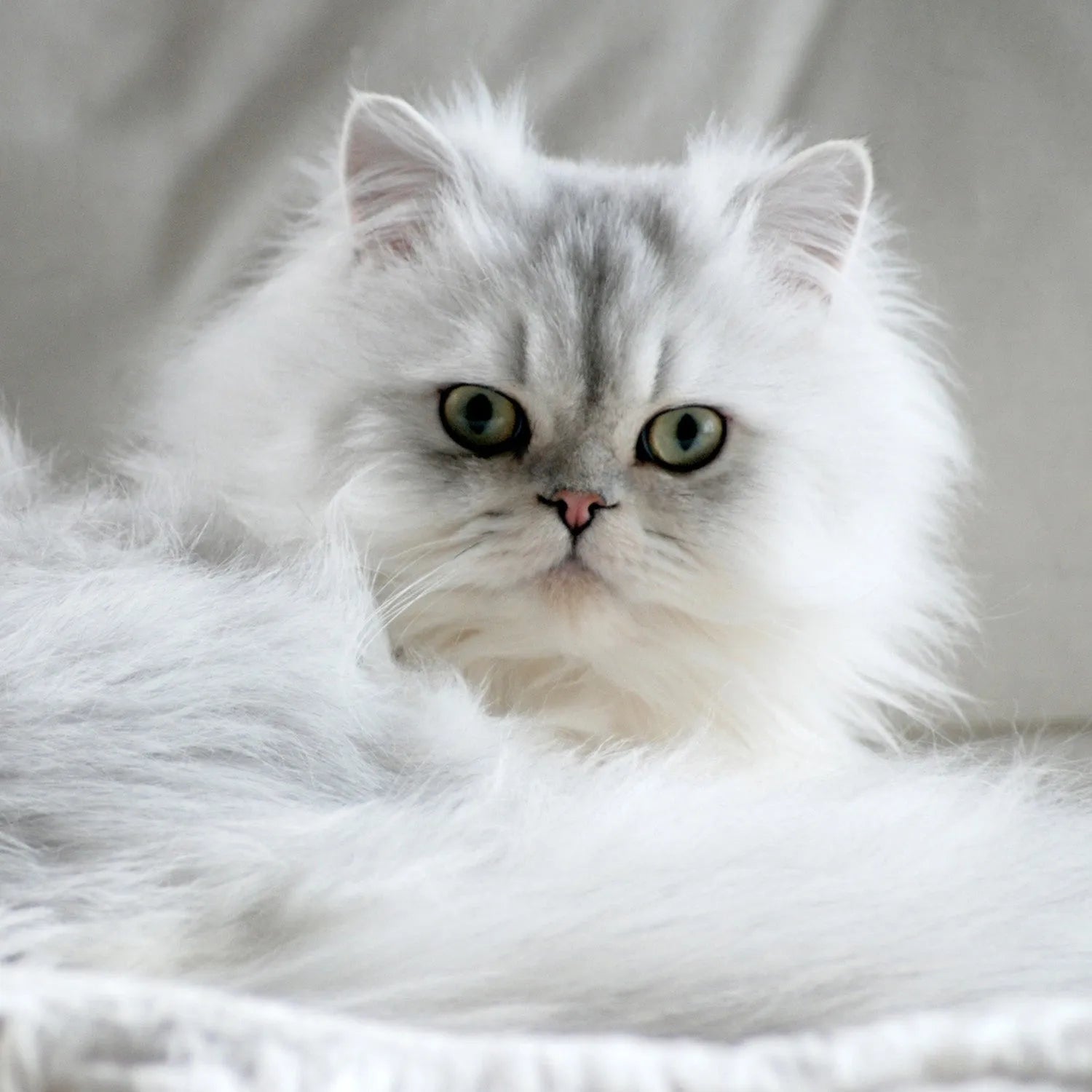 Persian: The Luxurious and Affectionate Feline