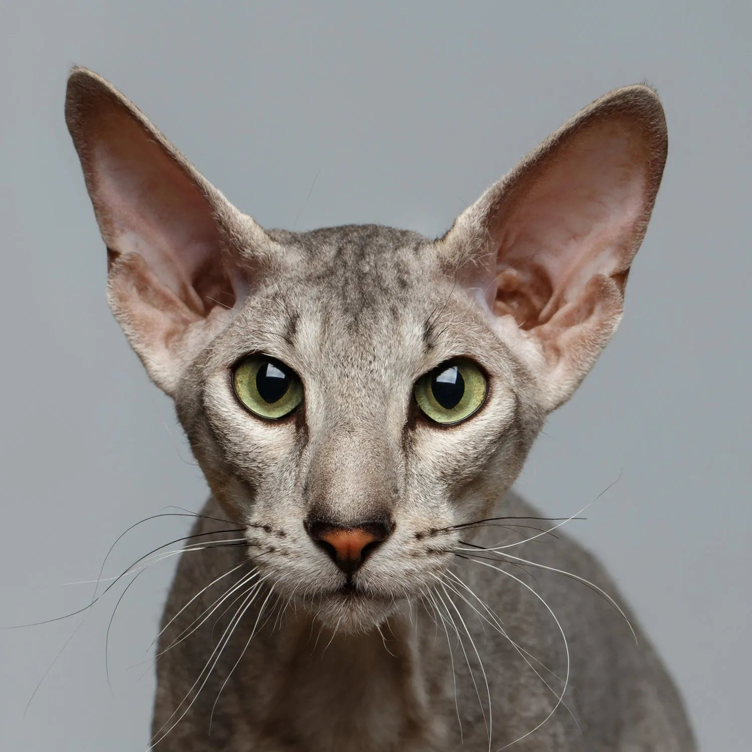 Peterbald: The Sleek and Friendly Hairless Feline