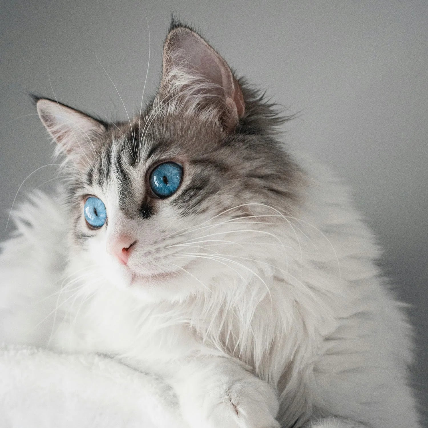 Ragdoll: The Gentle and Laid-Back Feline Companion