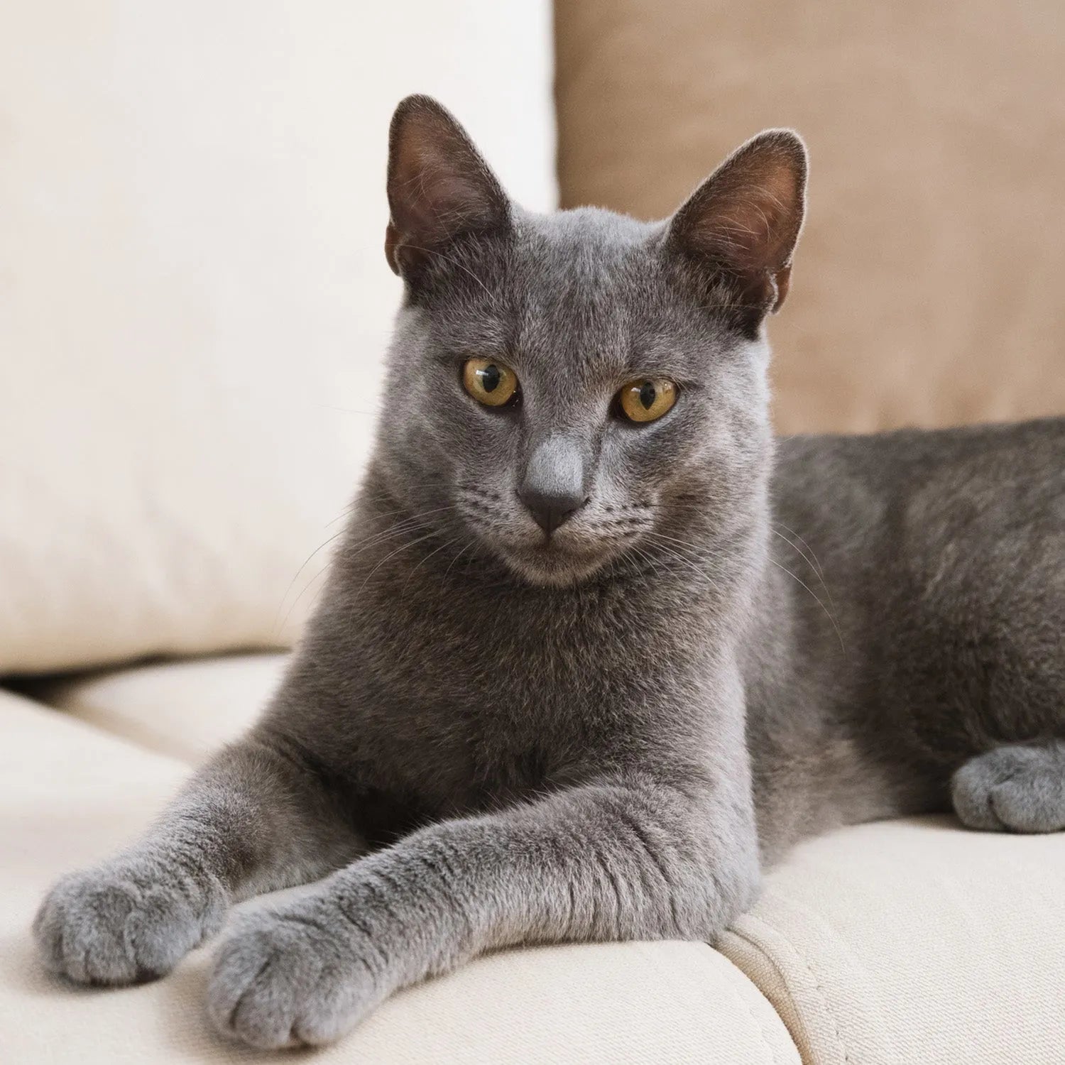 Russian Blue: The Elegant and Independent Feline