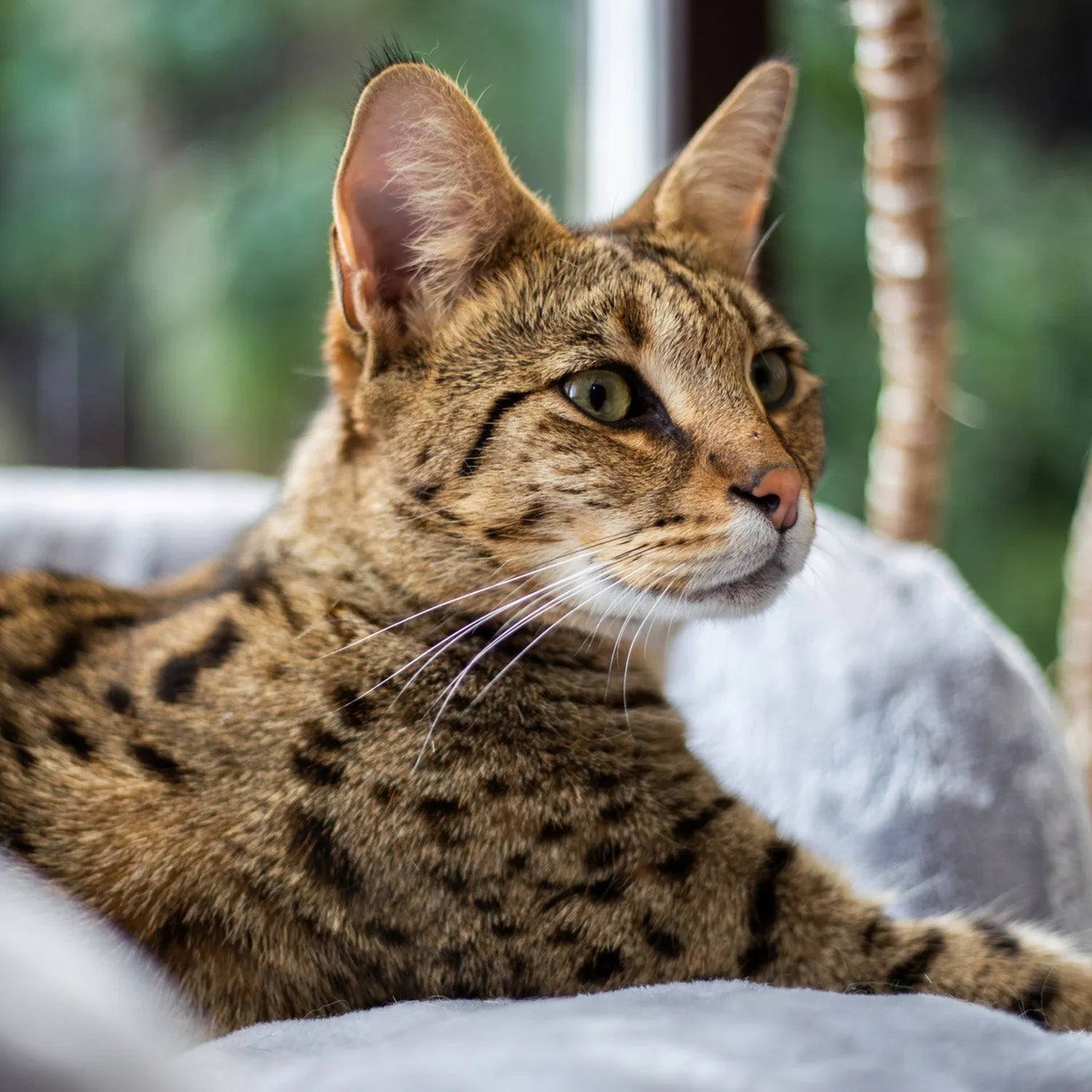 Savannah: The Exotic and Energetic Wildcat Hybrid