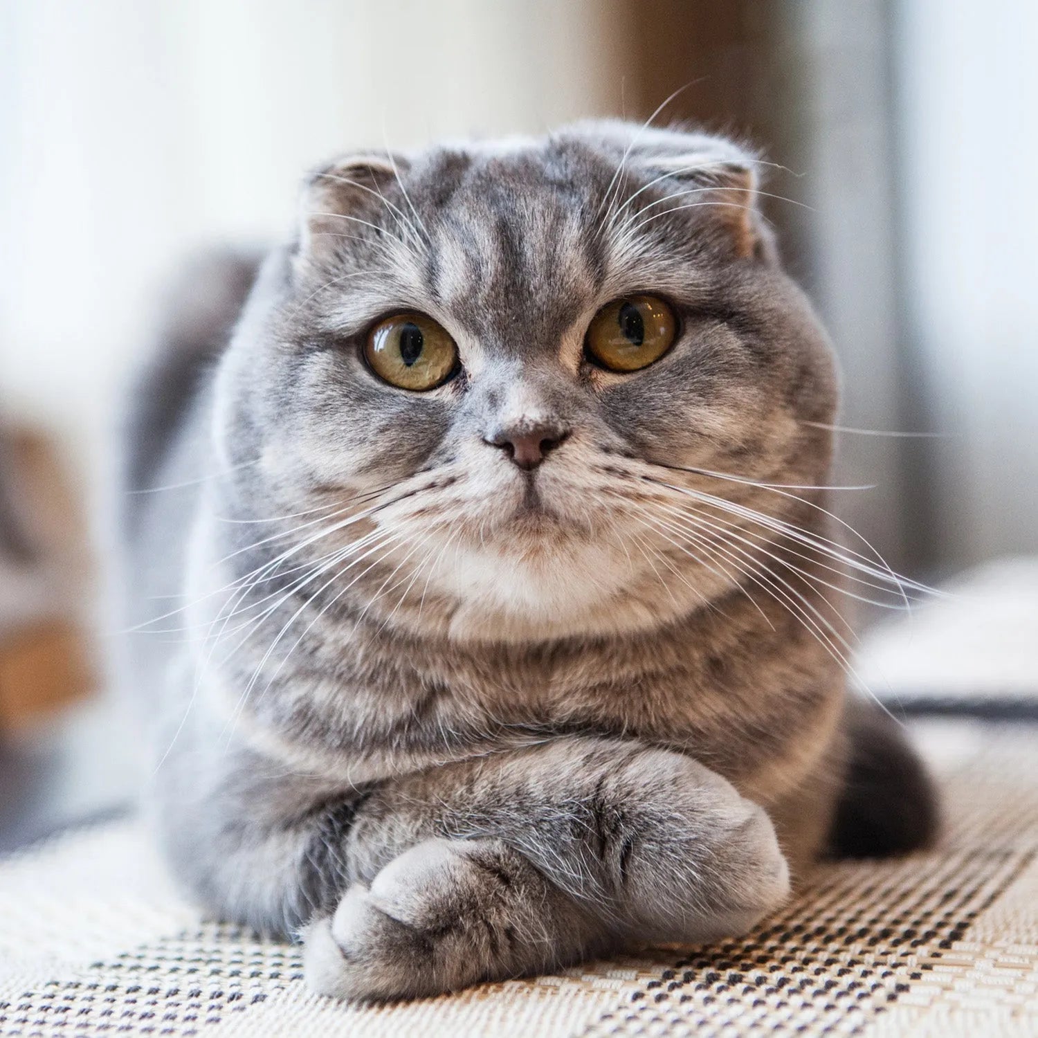 Scottish Fold: The Lovable Cat with Unique Ears