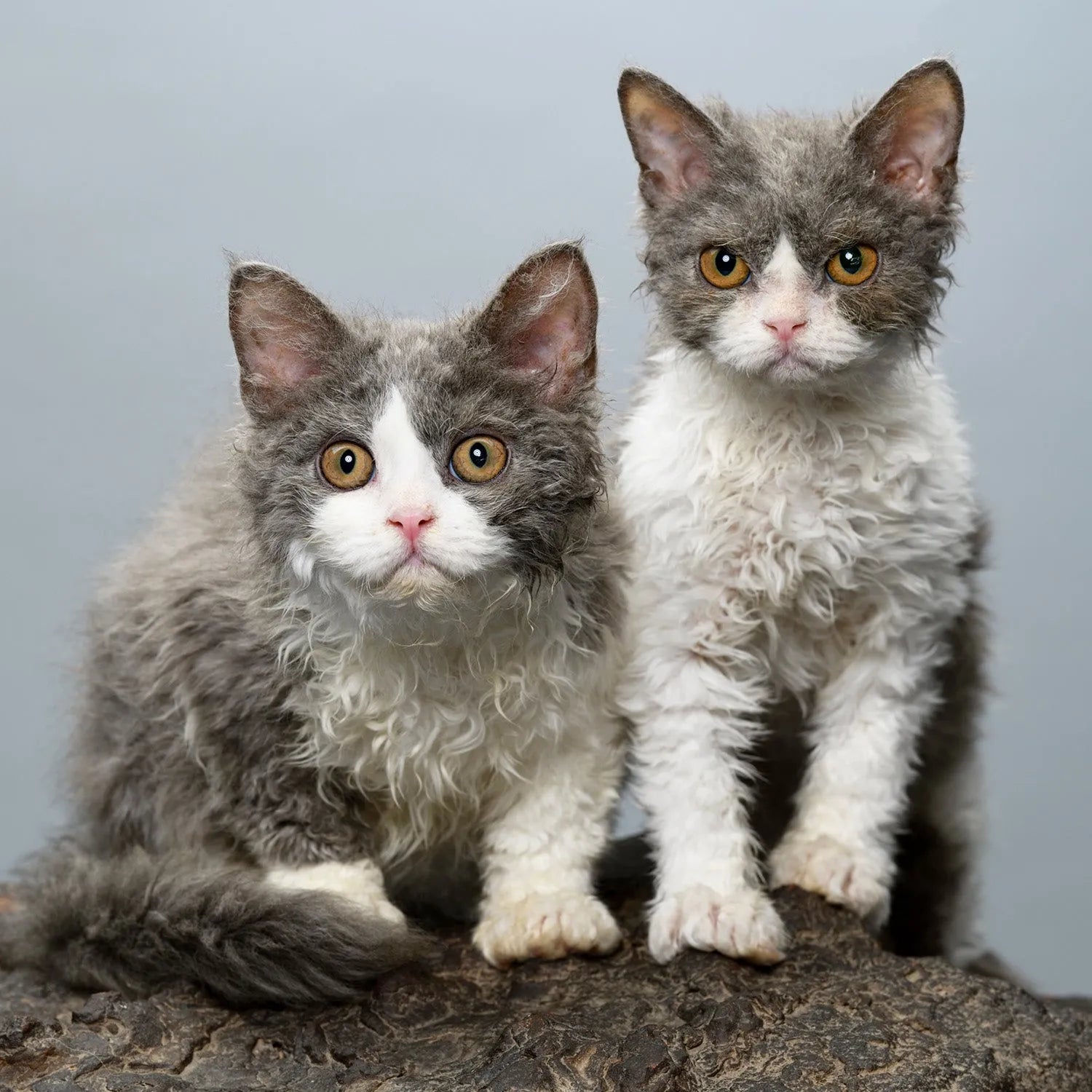 Selkirk Rex: The Curly-Coated and Affectionate Feline