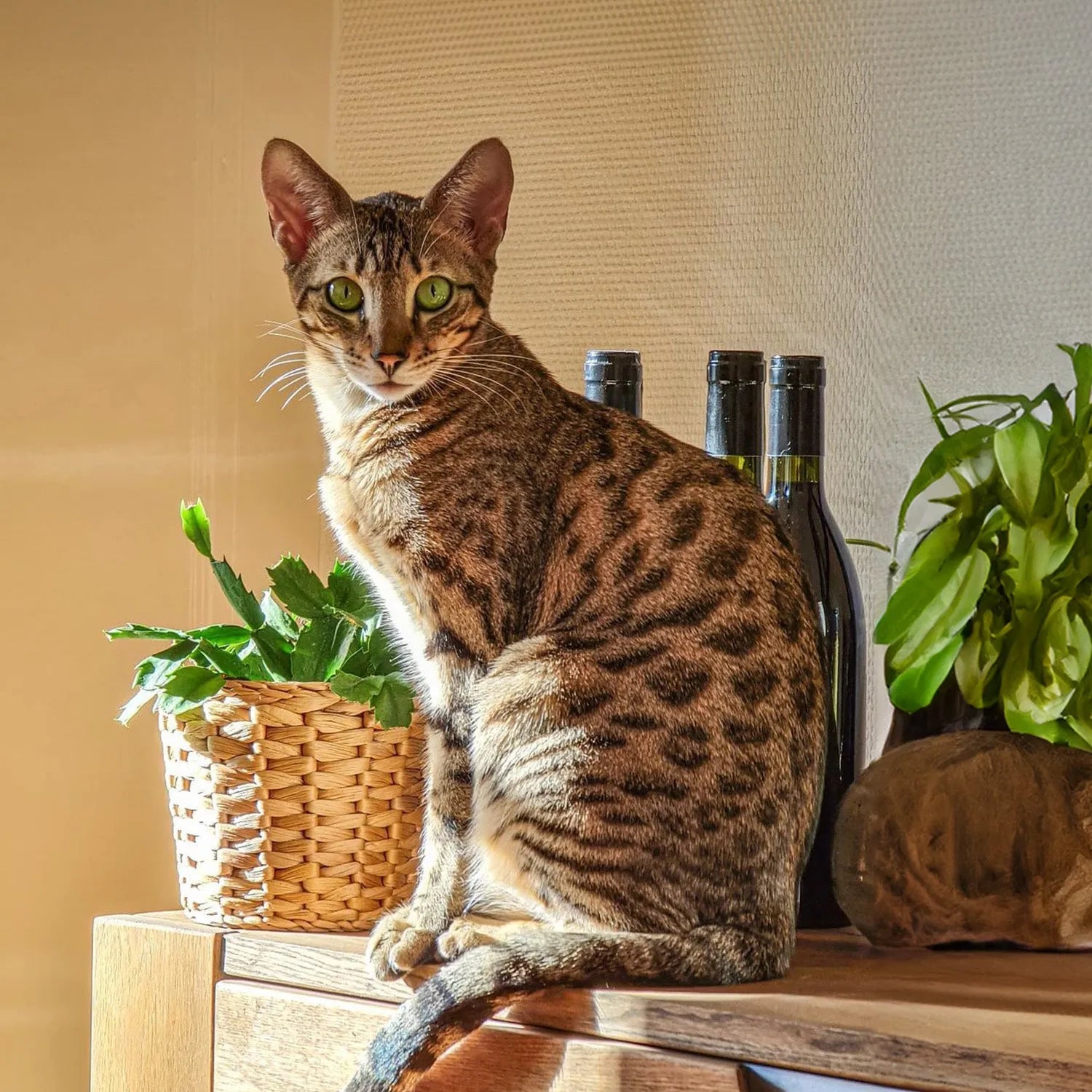 Serengeti: The Exotic and Graceful Domestic Wildcat