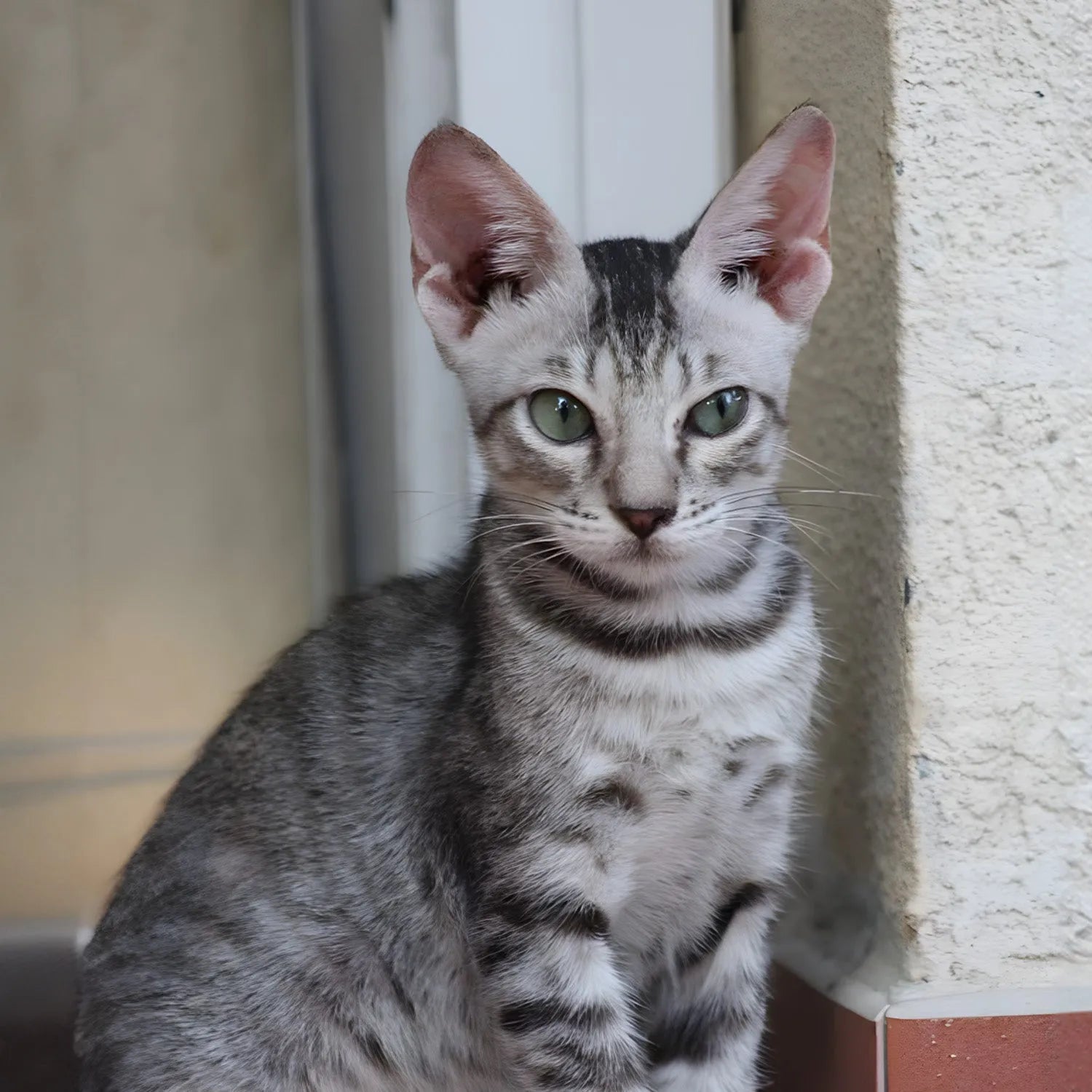 Serrade Petit: The Rare and Affectionate French Feline