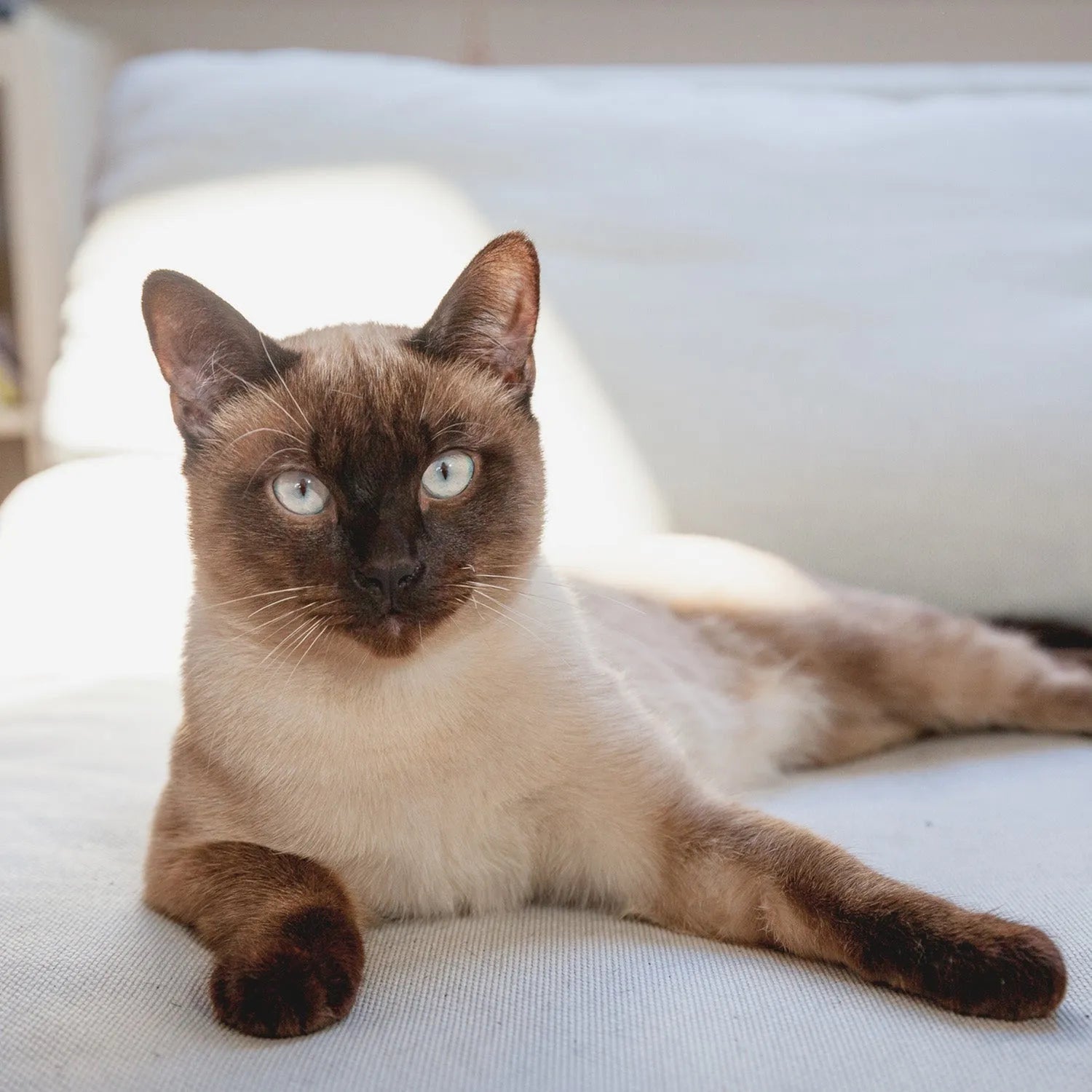 Siamese: The Elegant and Vocal Companion