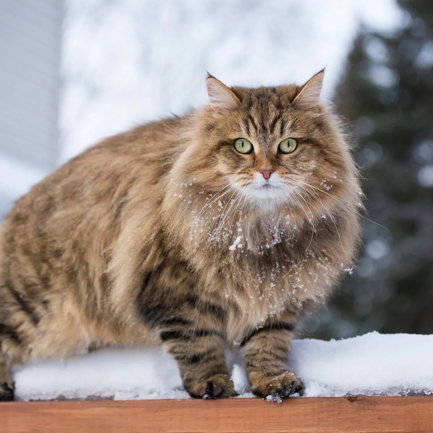 Siberian: The Majestic and Hypoallergenic Forest Cat