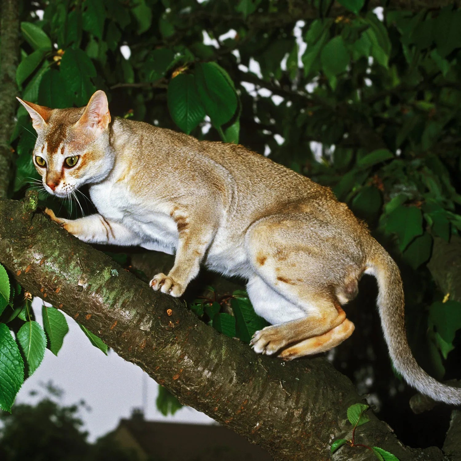 Singapura: The Small Yet Spirited Cat Breed