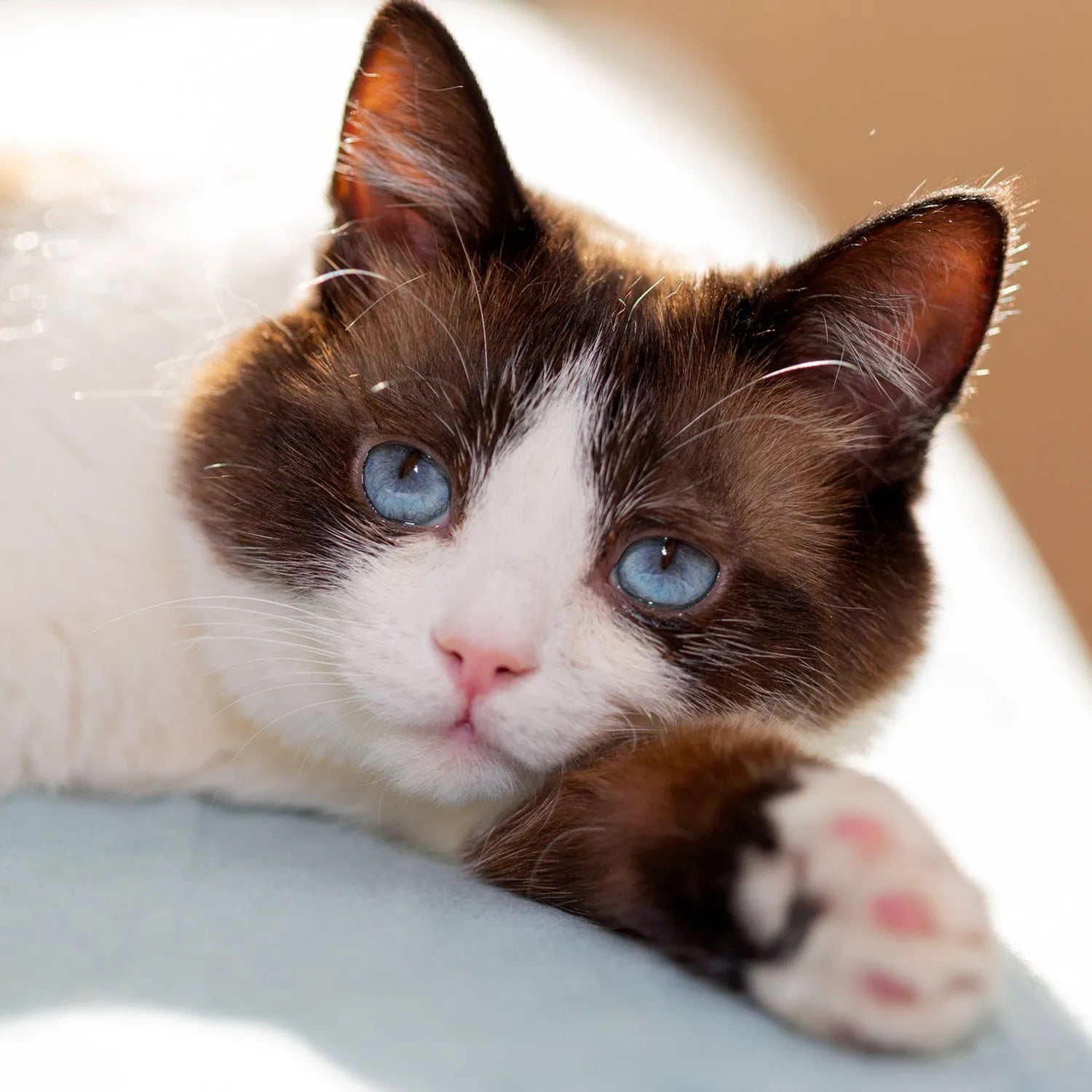 Snowshoe: The Blue-Eyed, Gentle-Tempered Beauty