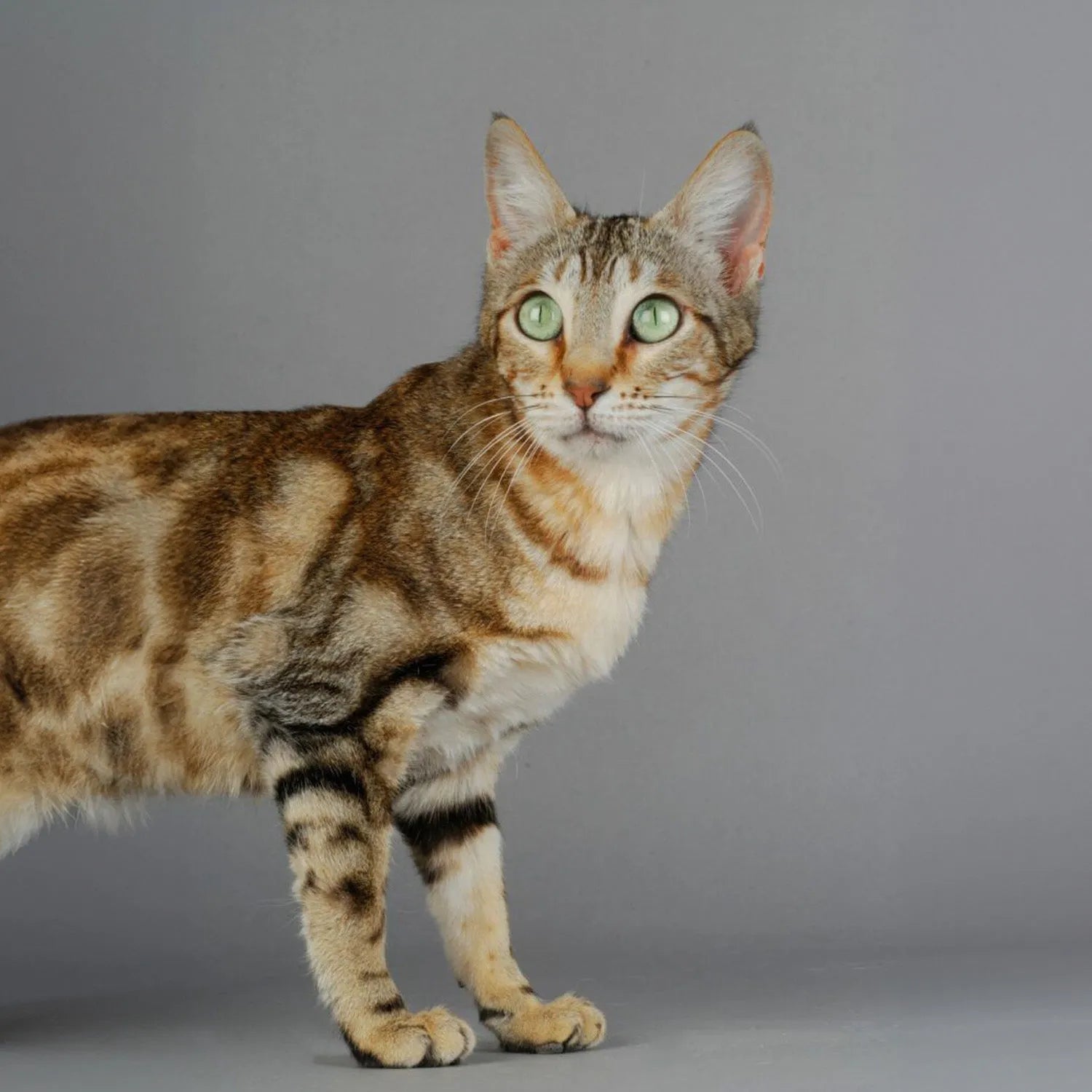 Sokoke: The Wild and Rare Kenyan Forest Cat