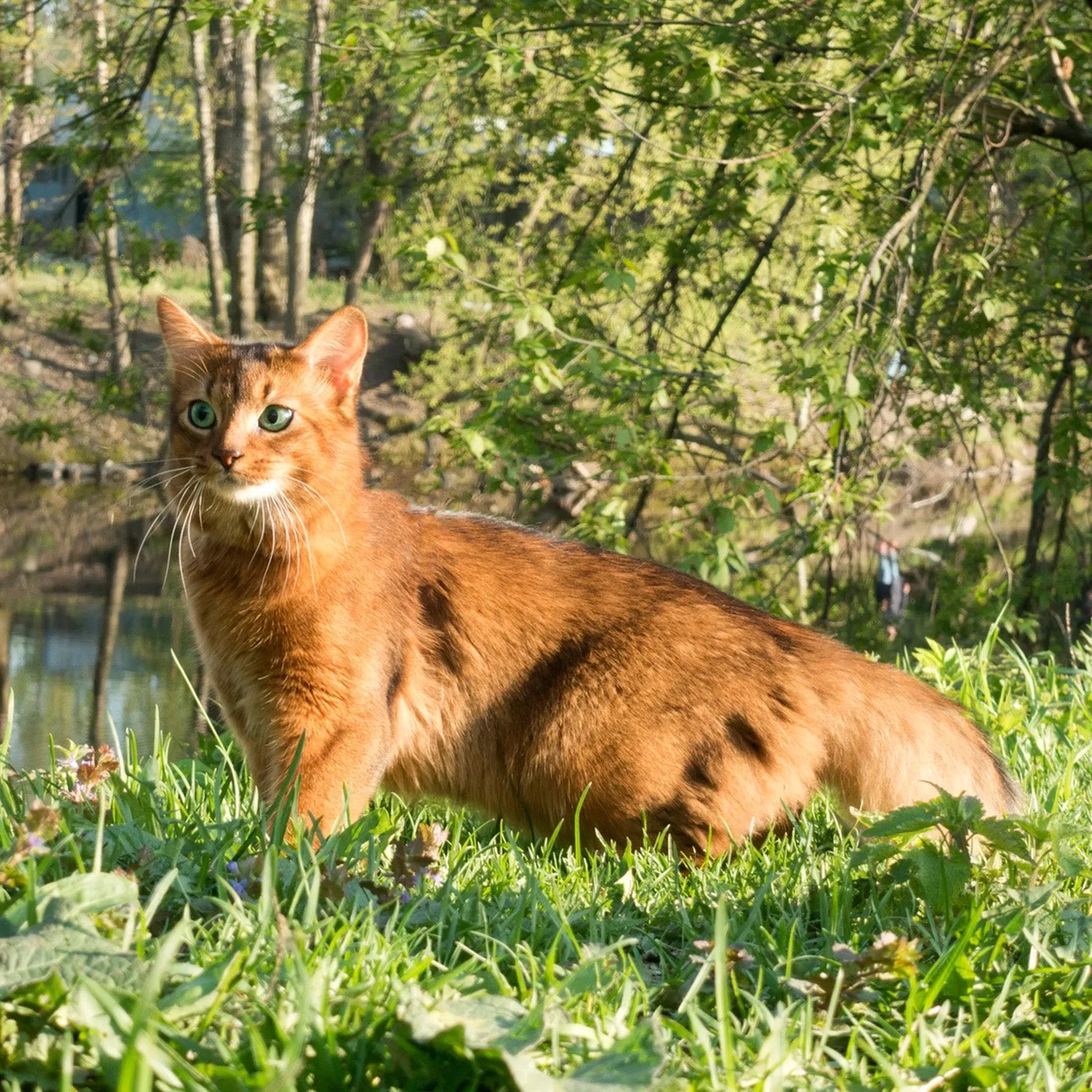 Somali: The Fox-Like, Playful Feline with a Lush Coat