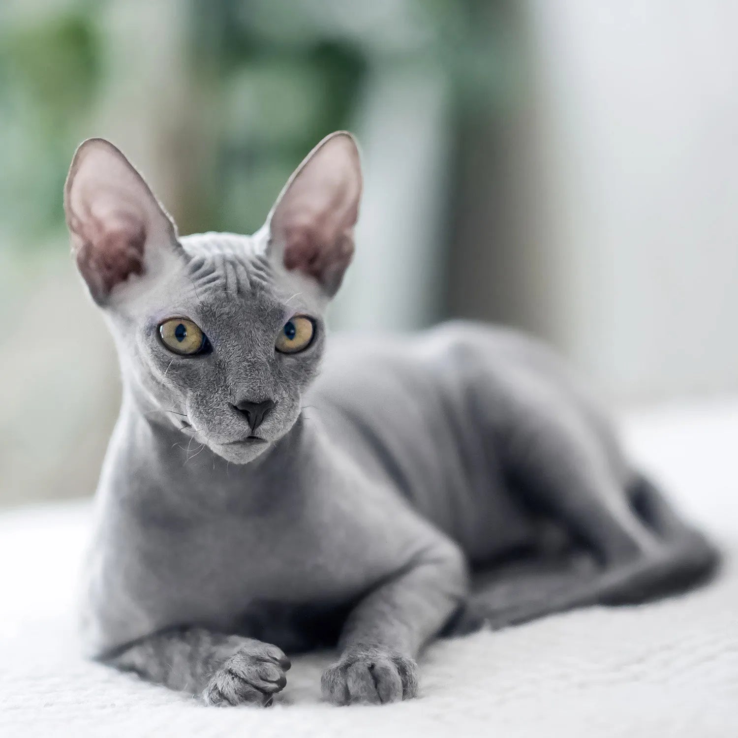 Sphynx: The Hairless Wonder with a Big Personality