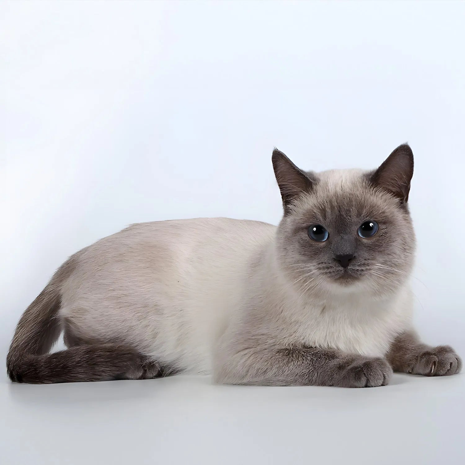 Thai: The Traditional Siamese with a Loving Personality