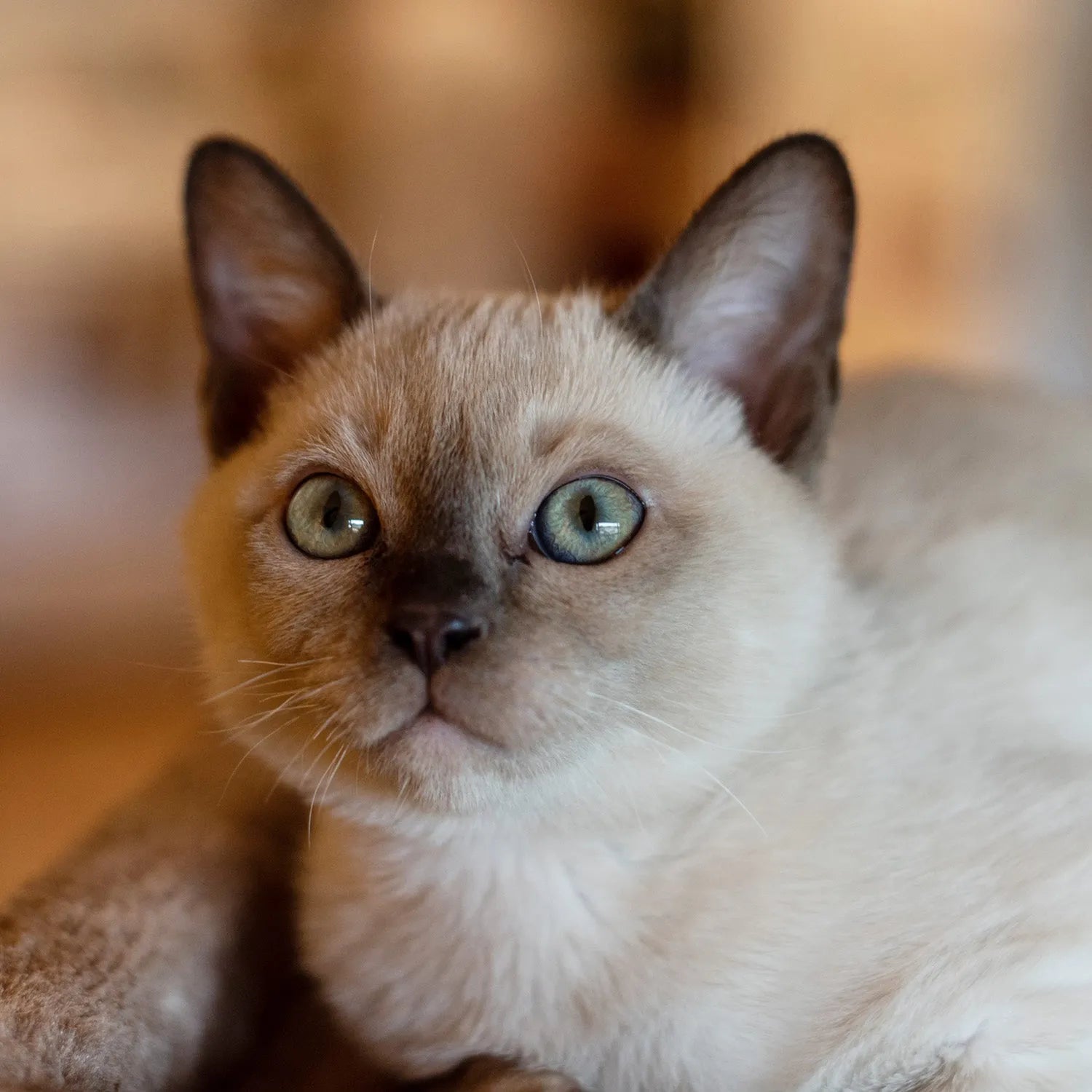 Tonkinese: The Friendly and Affectionate Feline