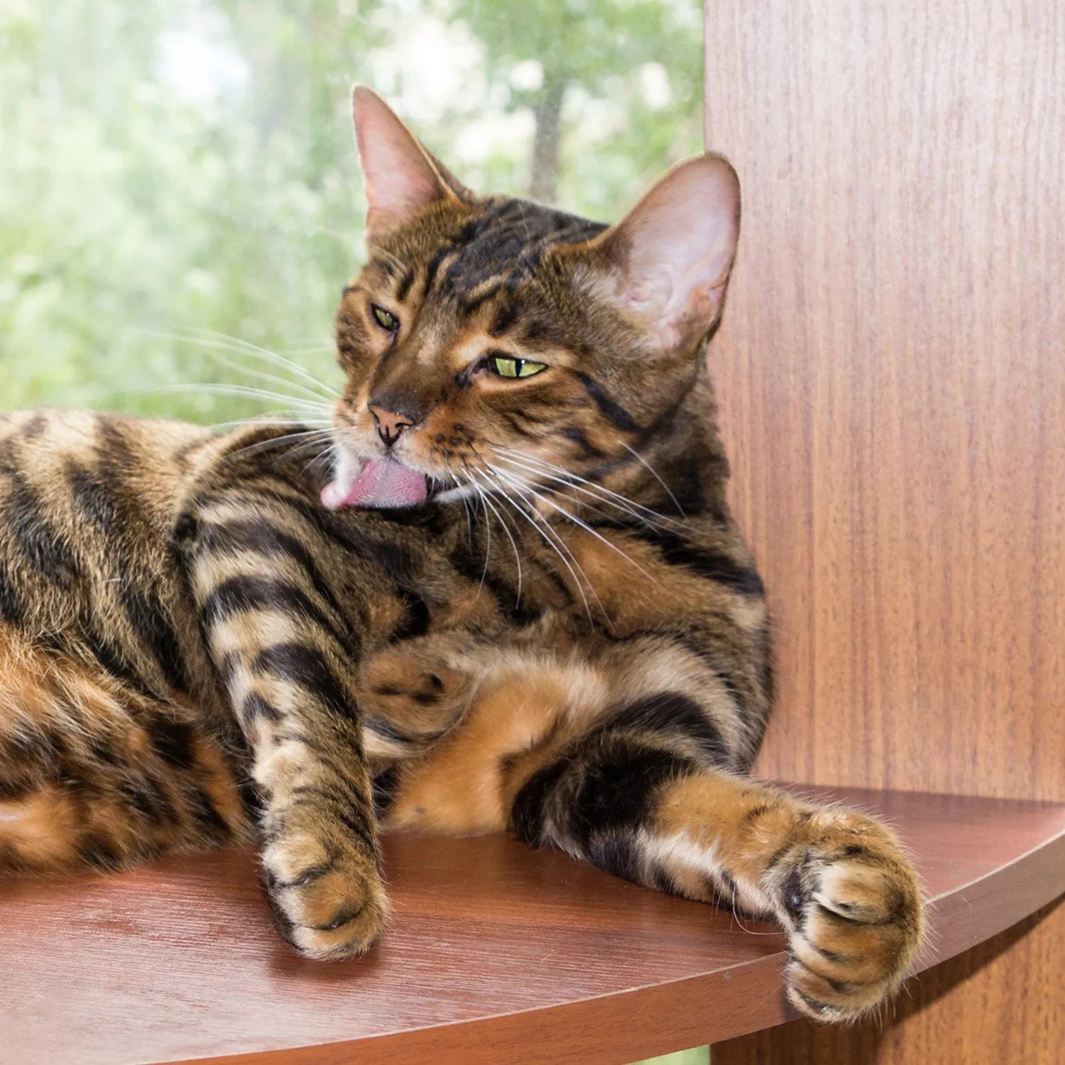 Toyger: The Miniature Tiger with a Big Personality