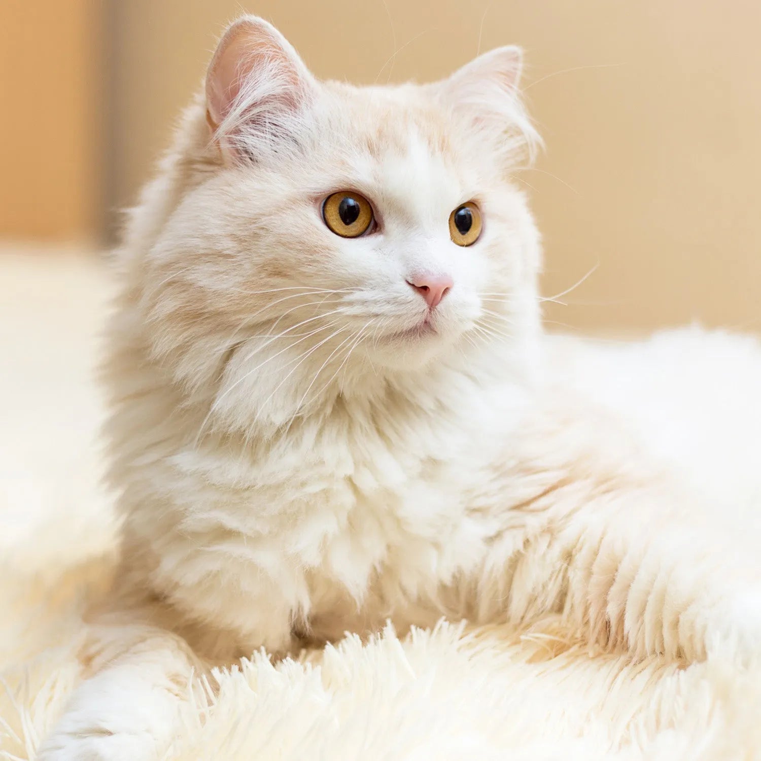 Turkish Angora: The Elegant and Graceful Feline