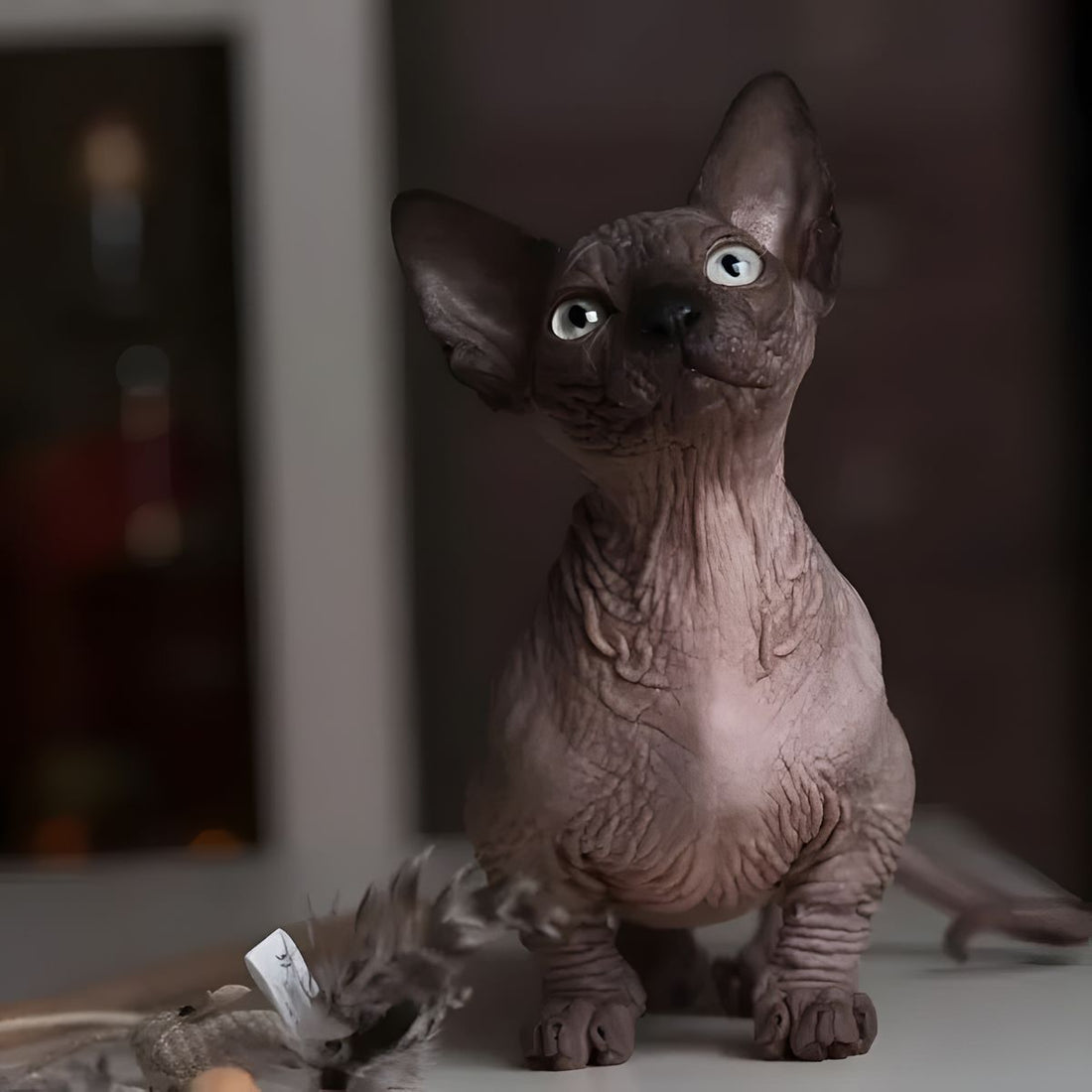 Bambino: The Unique and Playful Hairless Cat