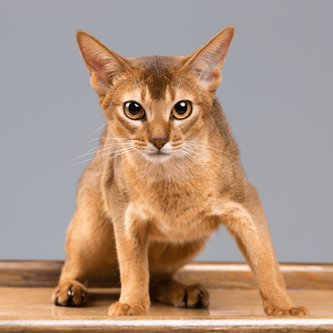 Abyssinian Cat: The Energetic and Loyal Companion - All for Paws Pet 