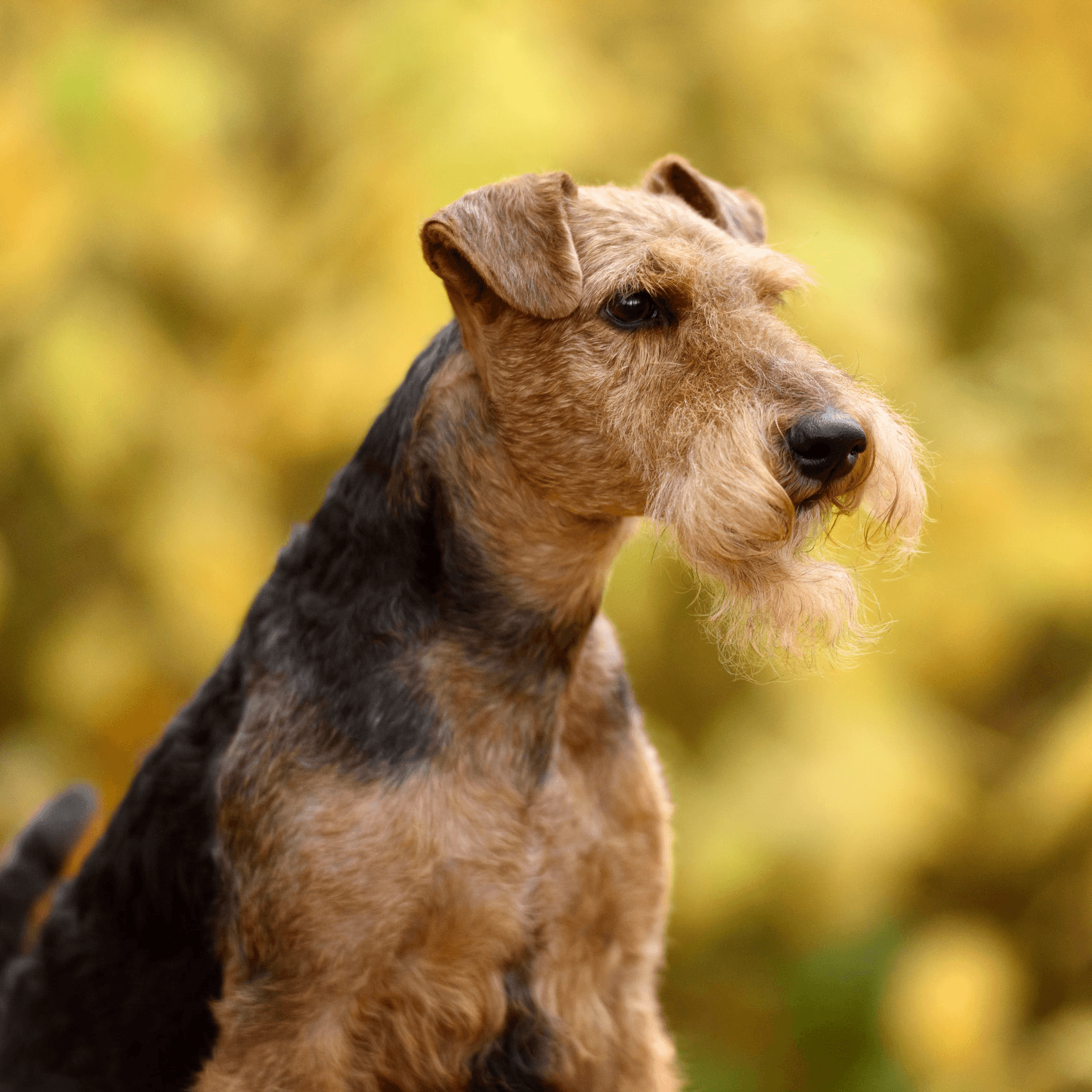 Airedale Terrier: The Versatile and Intelligent Terrier - All for Paws Pet 